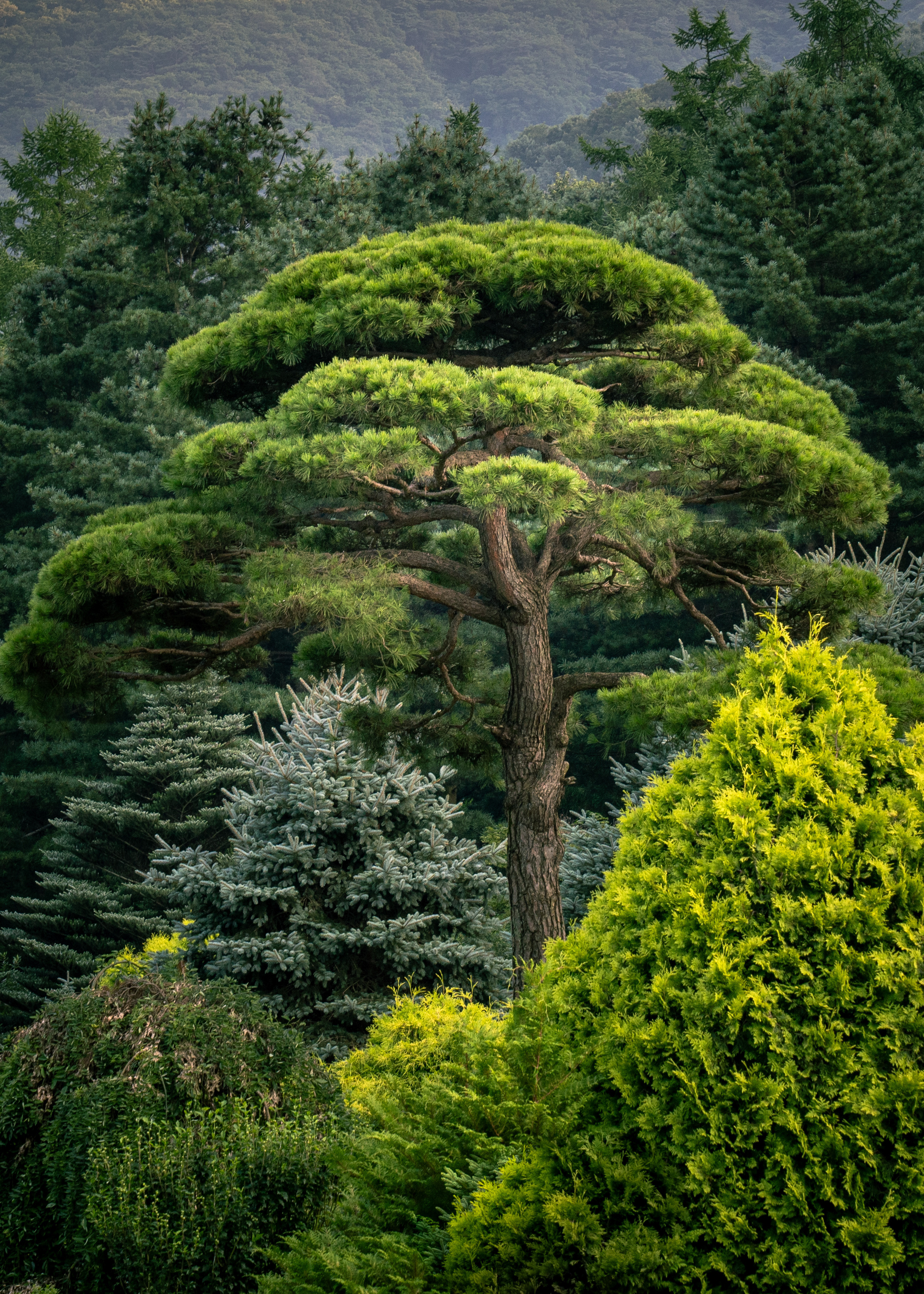 Южная Корея. Amateur photographer Nikolai Abushinov