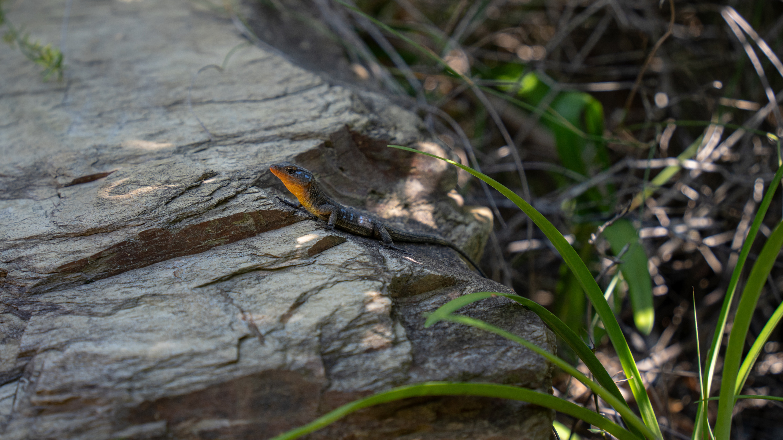 ЮАР. Amateur photographer Nikolai Abushinov