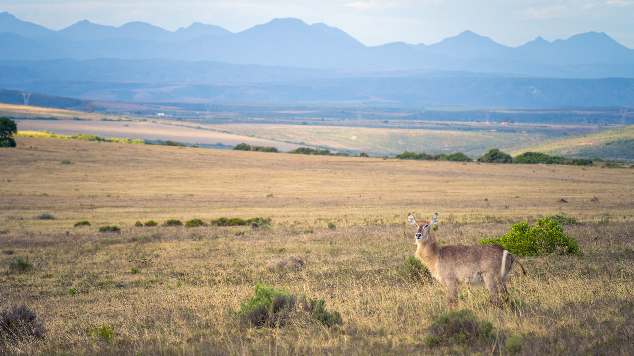 ЮАР. Amateur photographer Nikolai Abushinov