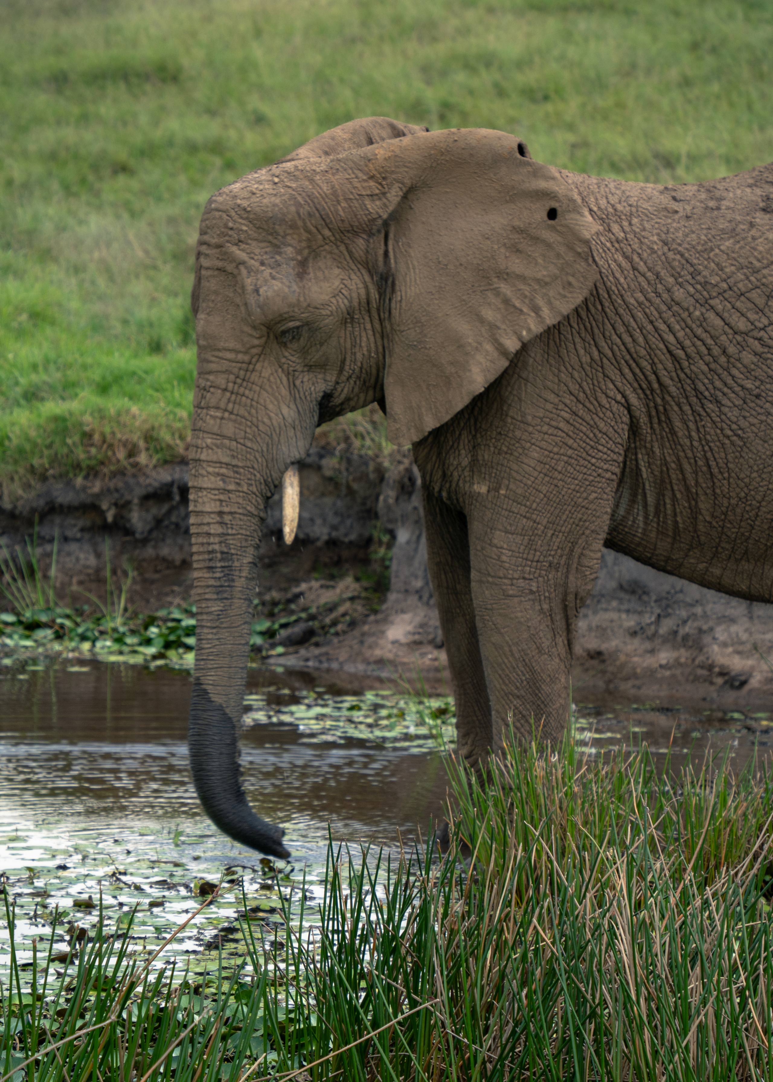 ЮАР. Amateur photographer Nikolai Abushinov