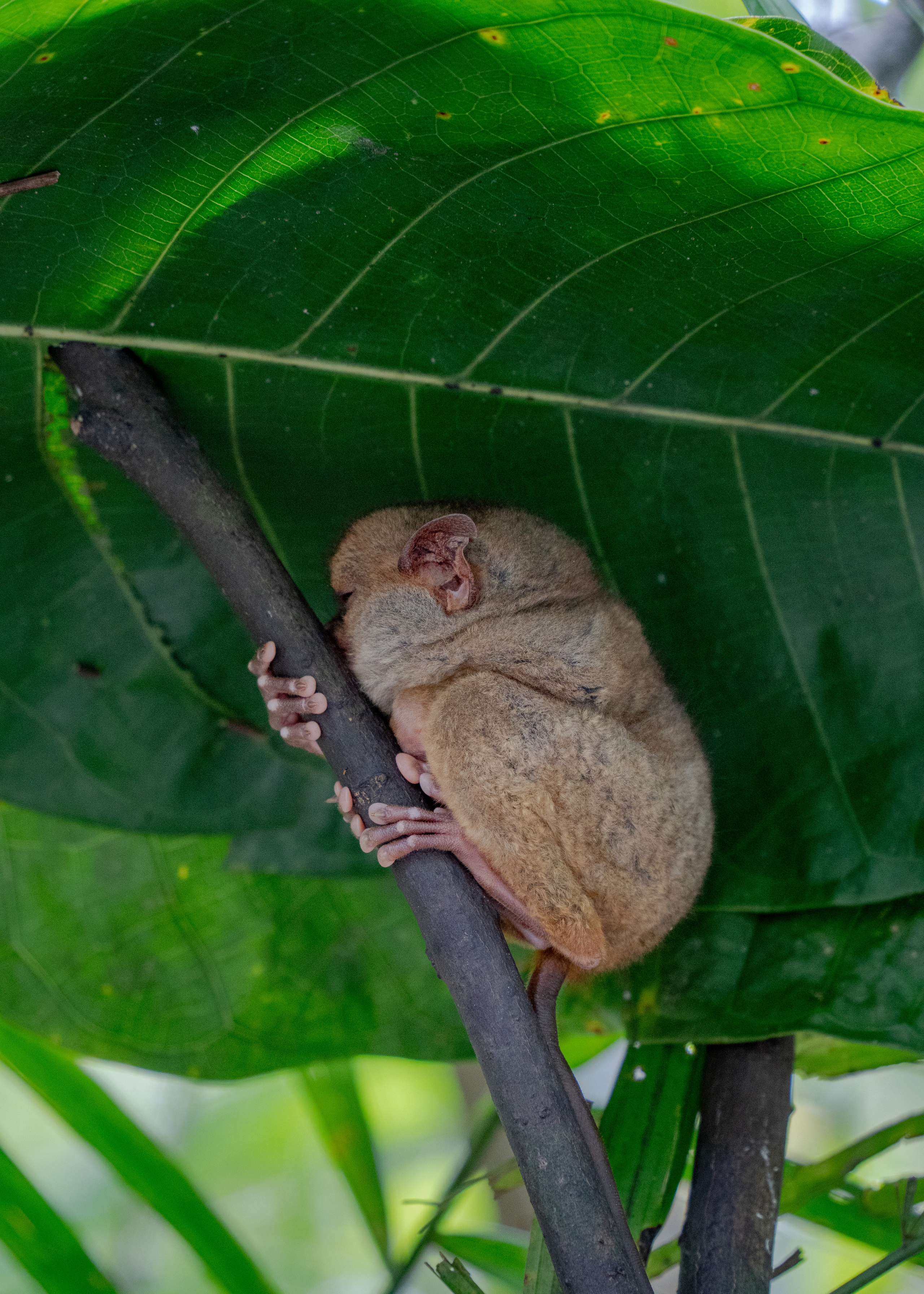 Филиппины. Amateur photographer Nikolai Abushinov