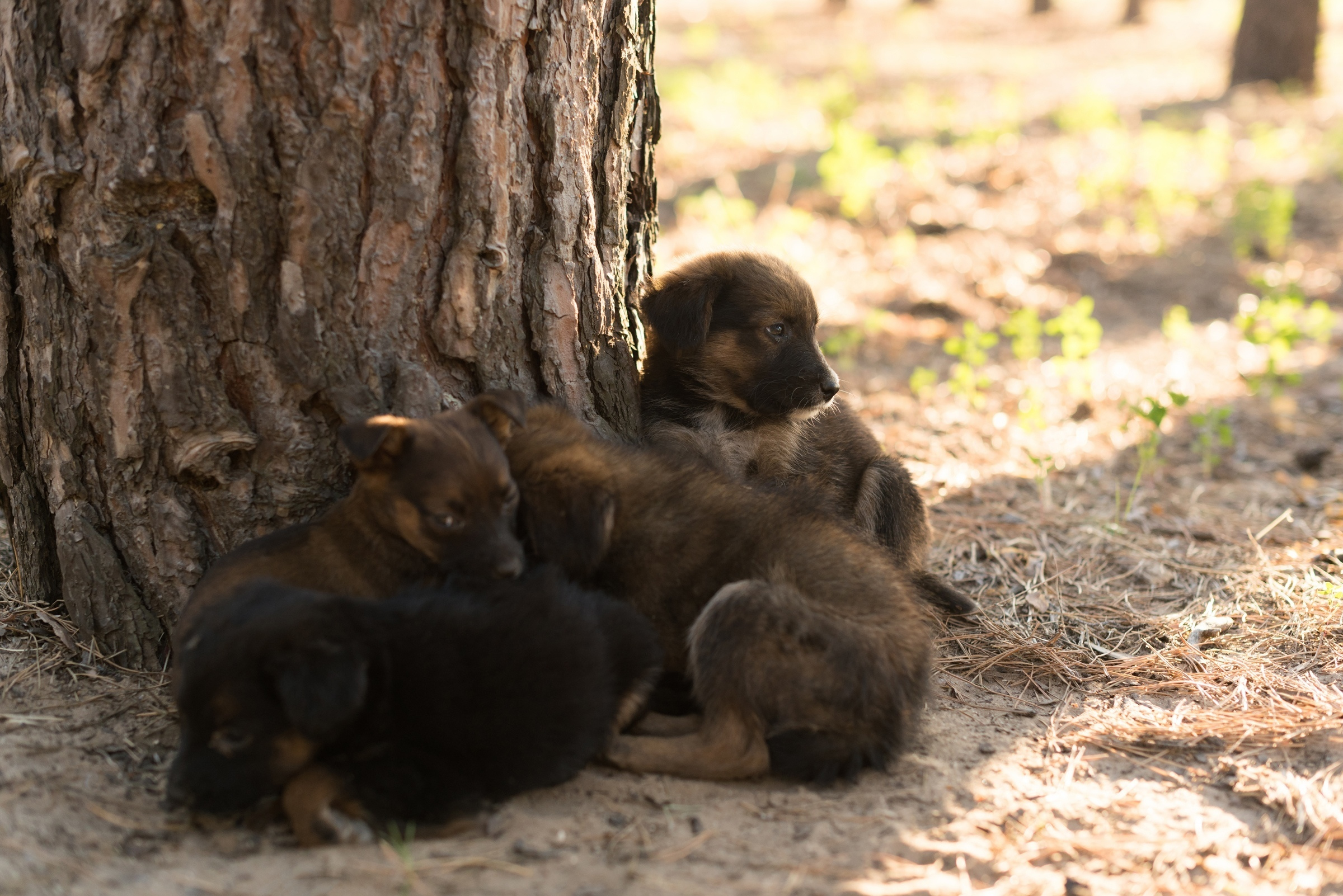 Love day. Свадебный фотограф Волгоград Роман Брызгалин и Натали Никитина
