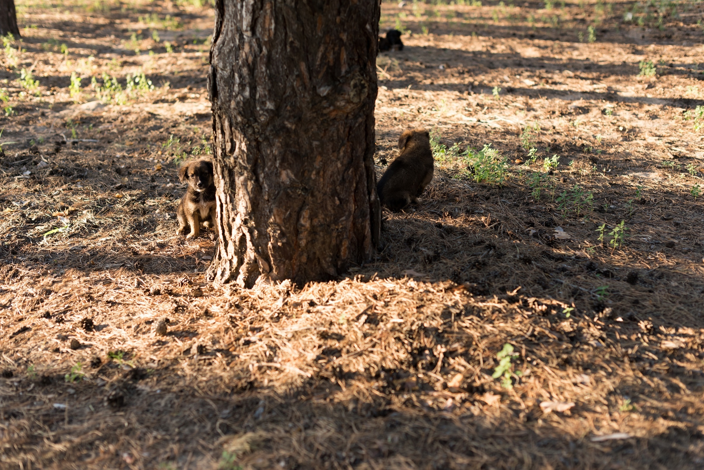 Love day. Свадебный фотограф Волгоград Роман Брызгалин и Натали Никитина