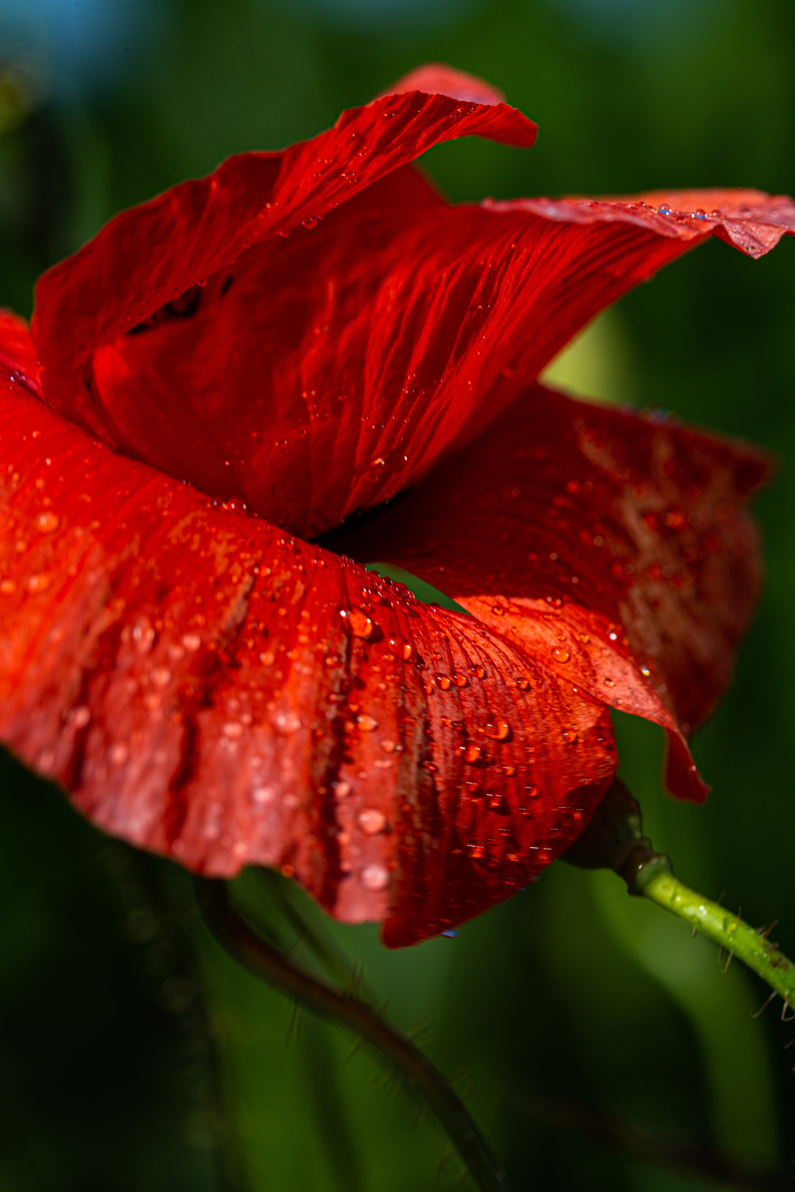 Россия. Северный Кавказ. Добродеева Алла фотограф, Москва