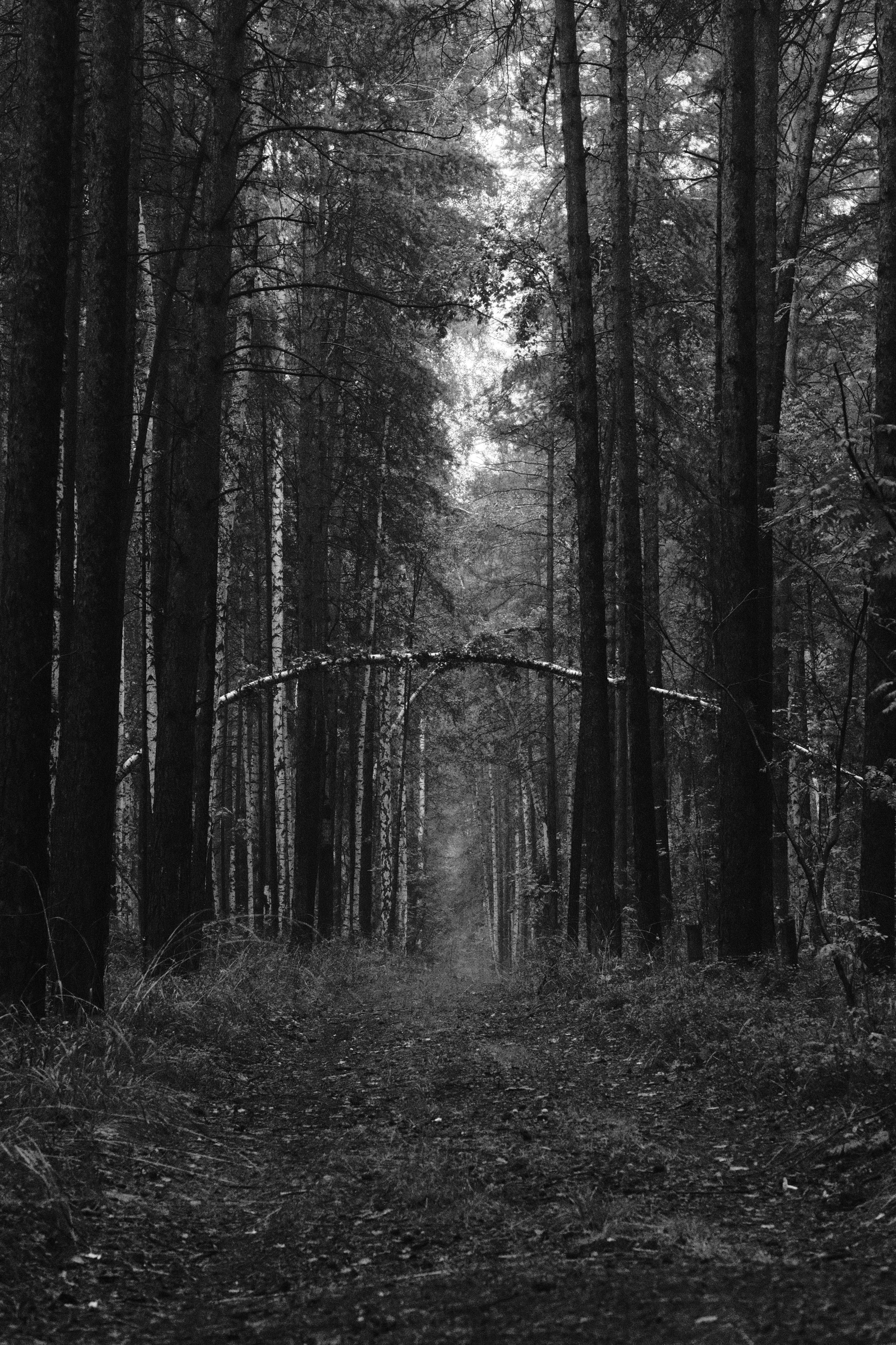 Деревья / Trees (2026). Фотография Alexander Palkin