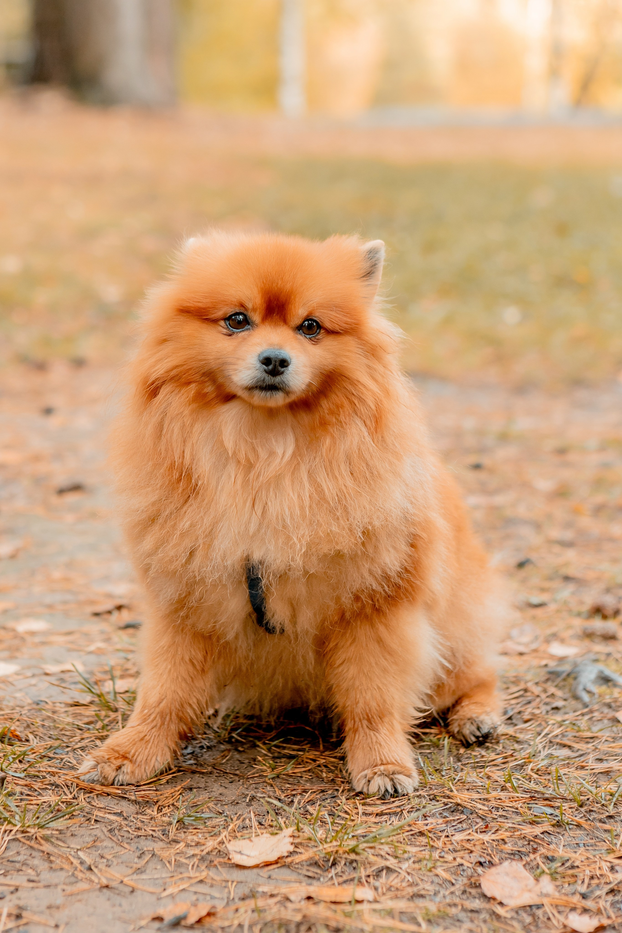 Осенний фотопроект. Фотокниги и выпускные альбомы в Иваново