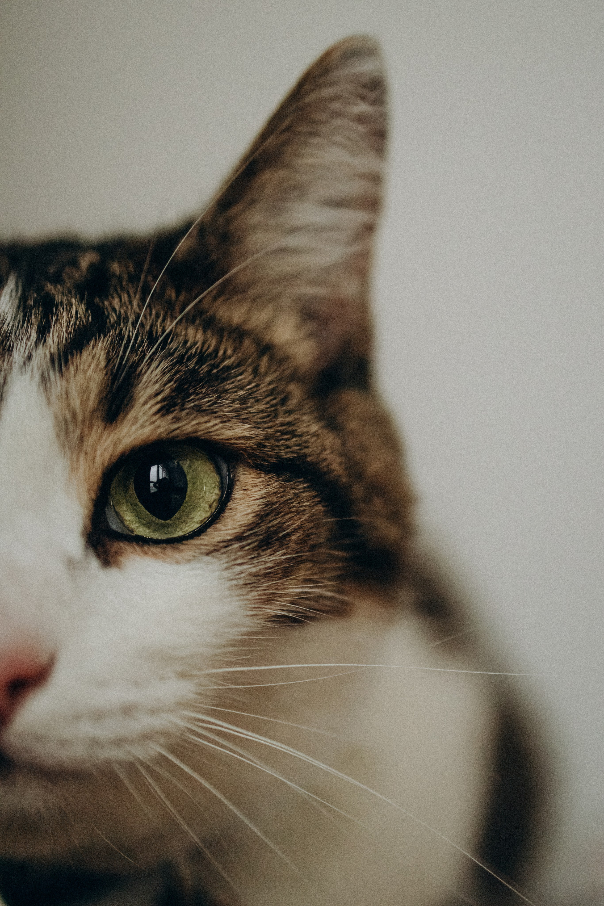 Ксюша и Яша. Фотораф — анималист Мария Шистка