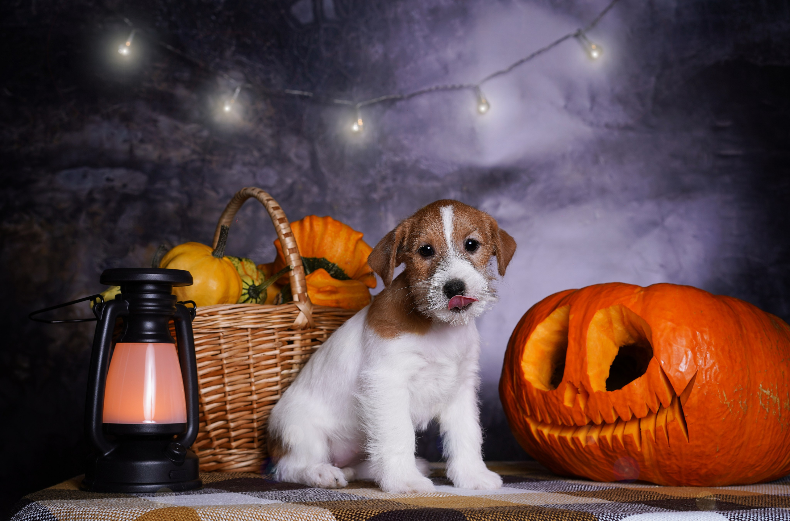 Щенки джек-рассел терьера. Фотограф-анималист в Санкт-Петербурге Яна Мартынова