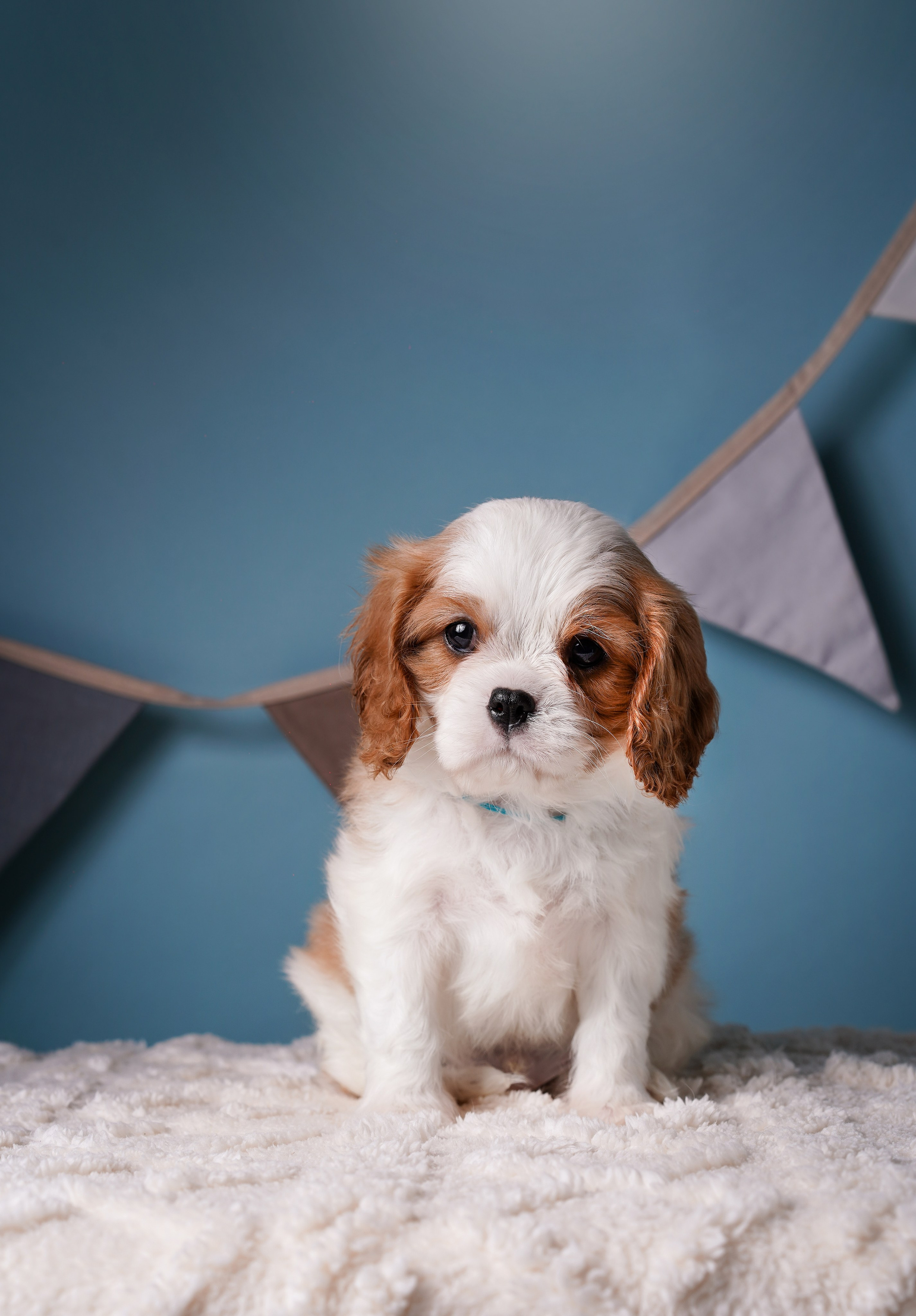 Щенки кавалера. Фотограф-анималист в Санкт-Петербурге Яна Мартынова