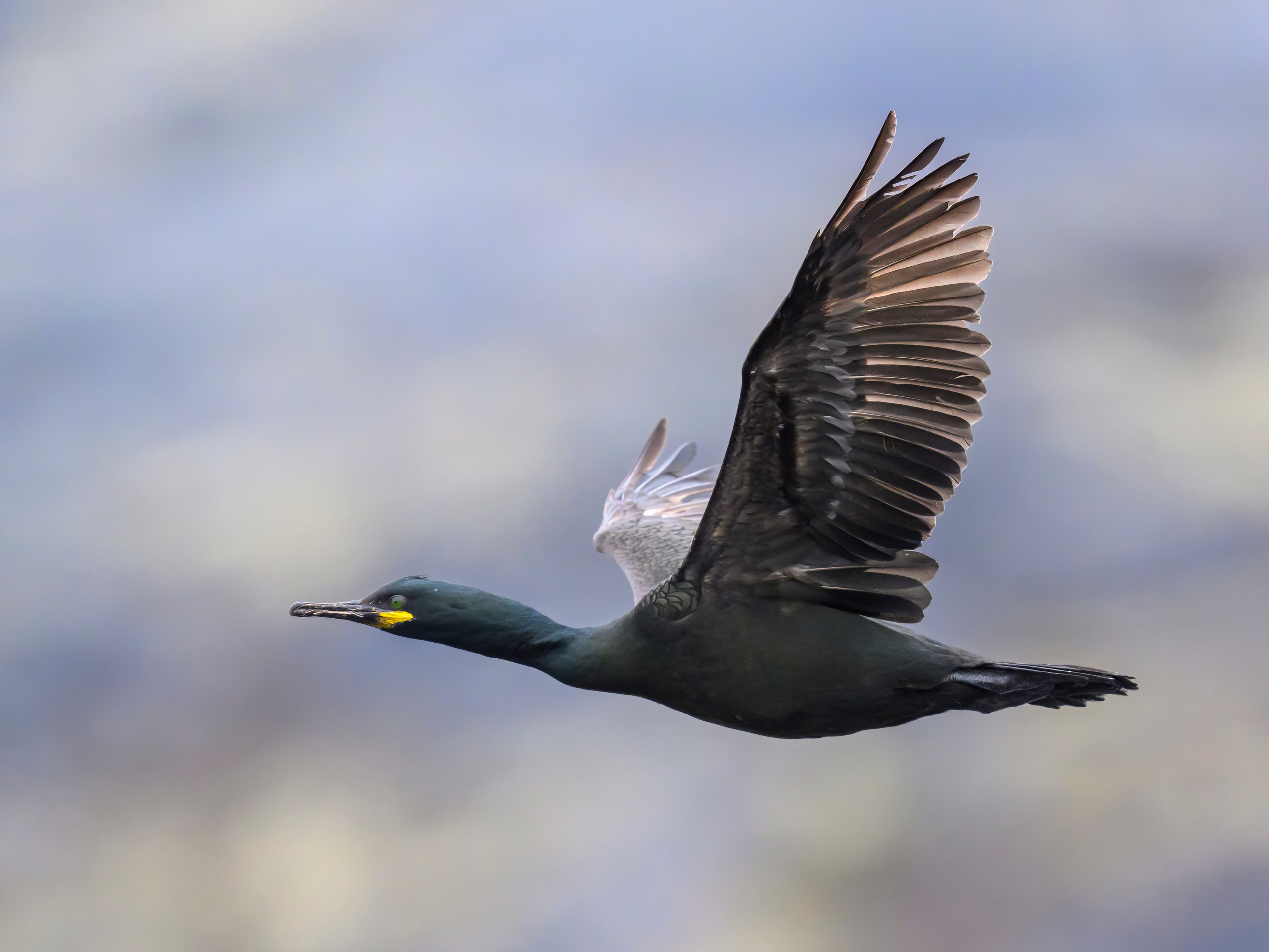 Мурманская область. Июнь 2024. Фотограф Сергей Пупонин