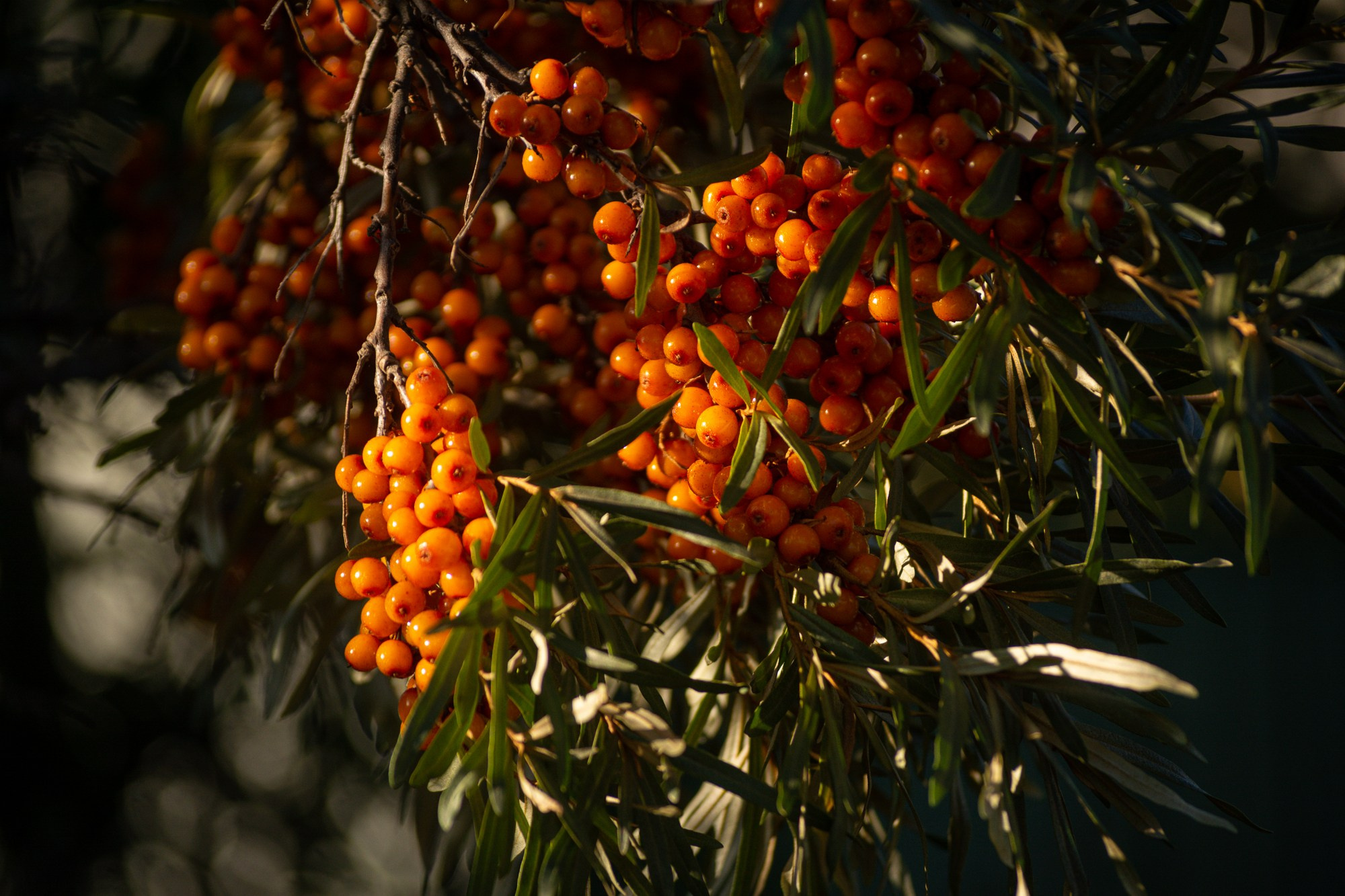 Разное. Репортажный фотограф г. Чита