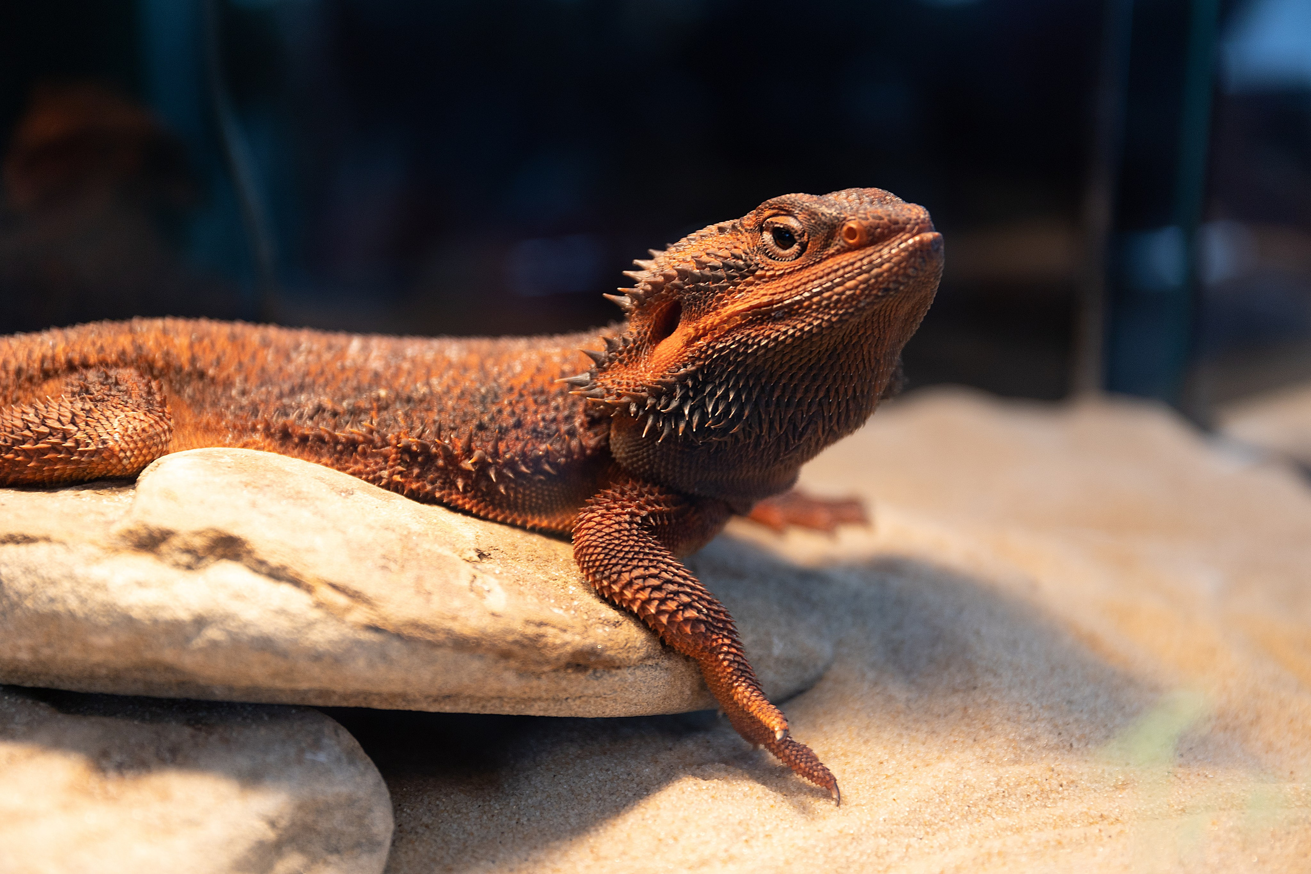 Анималистика