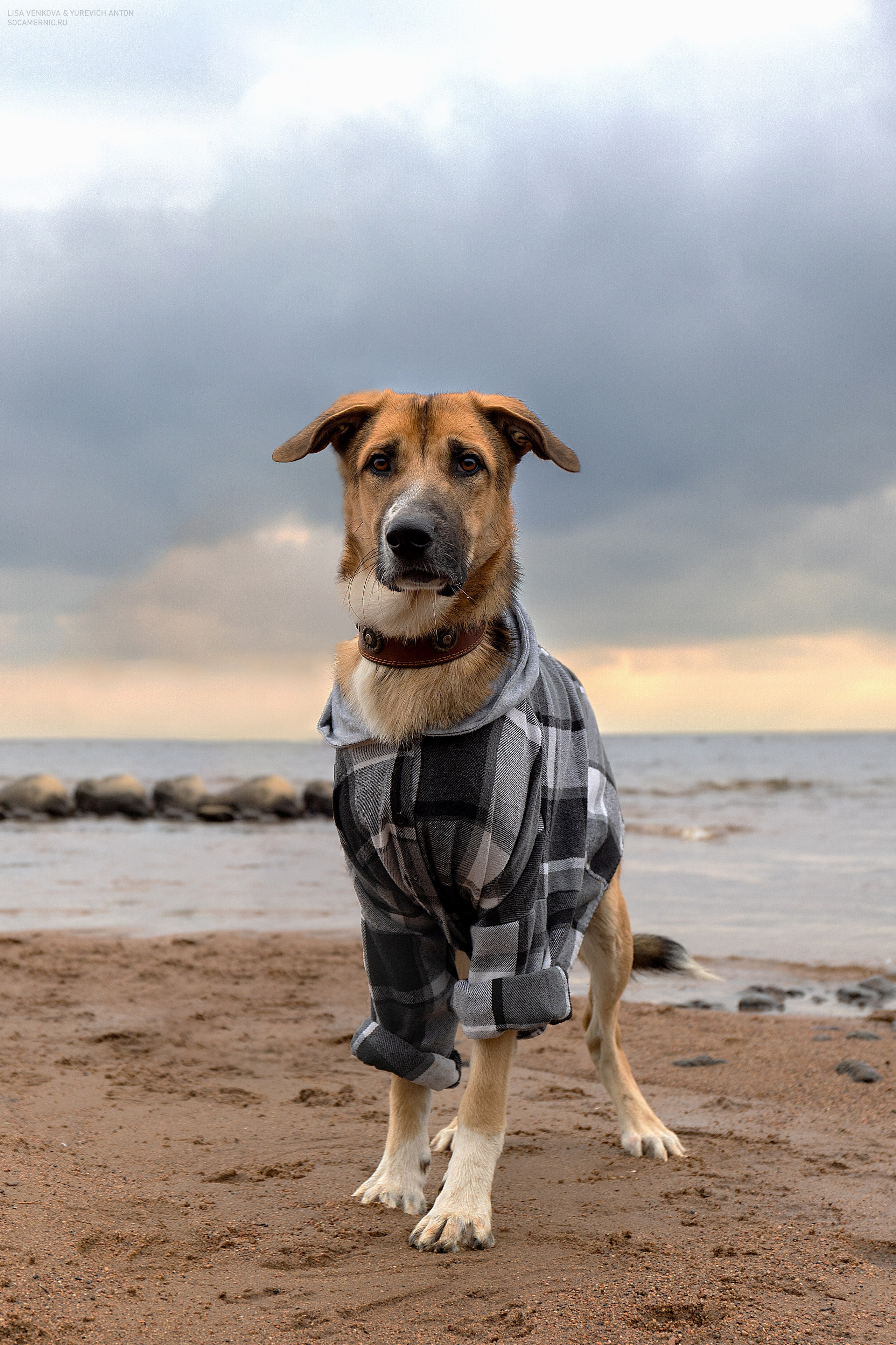 Анималистика