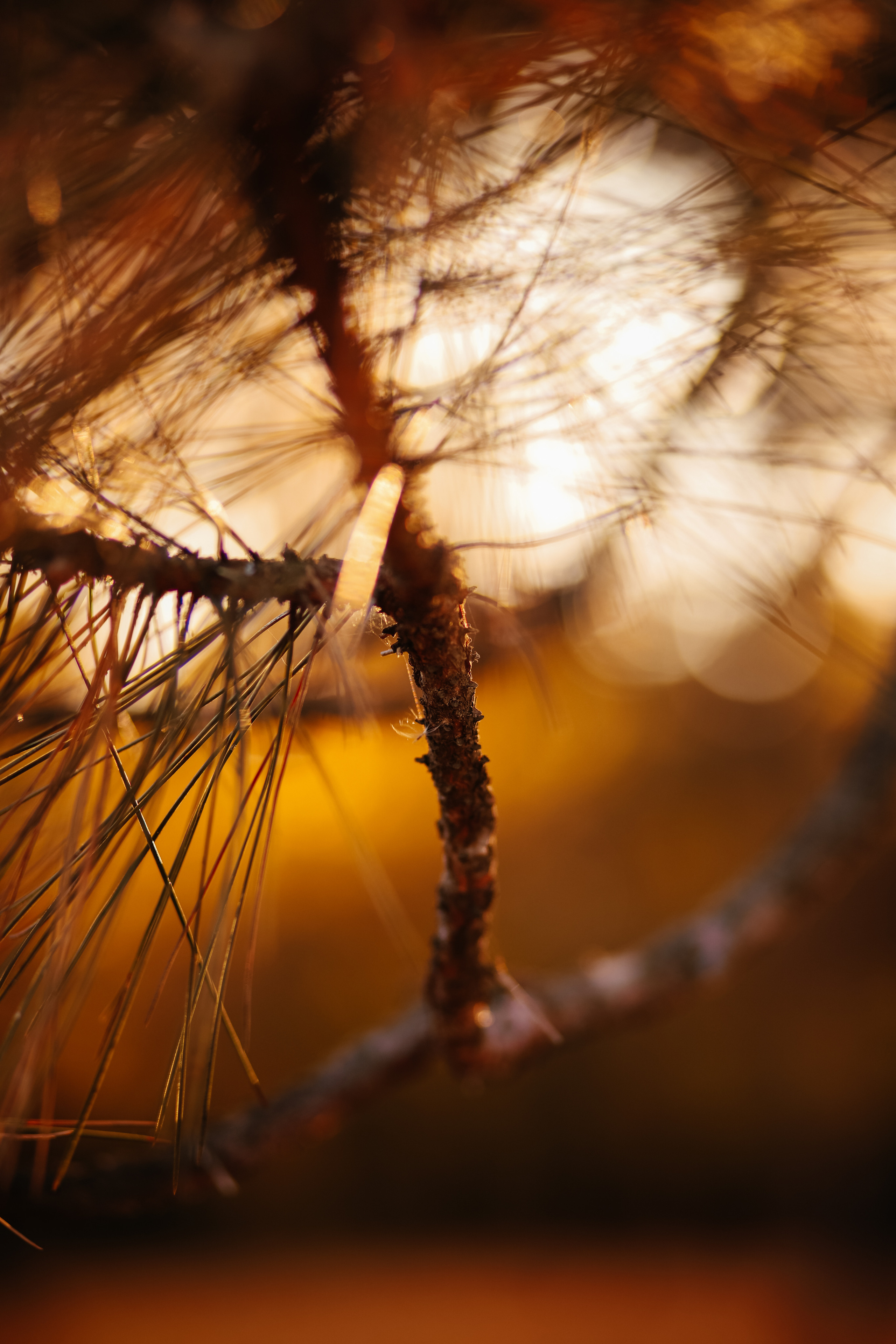 KATE | AUTUMN ELEGANCE. Свадебный фотограф Краснодар Марина Зверева