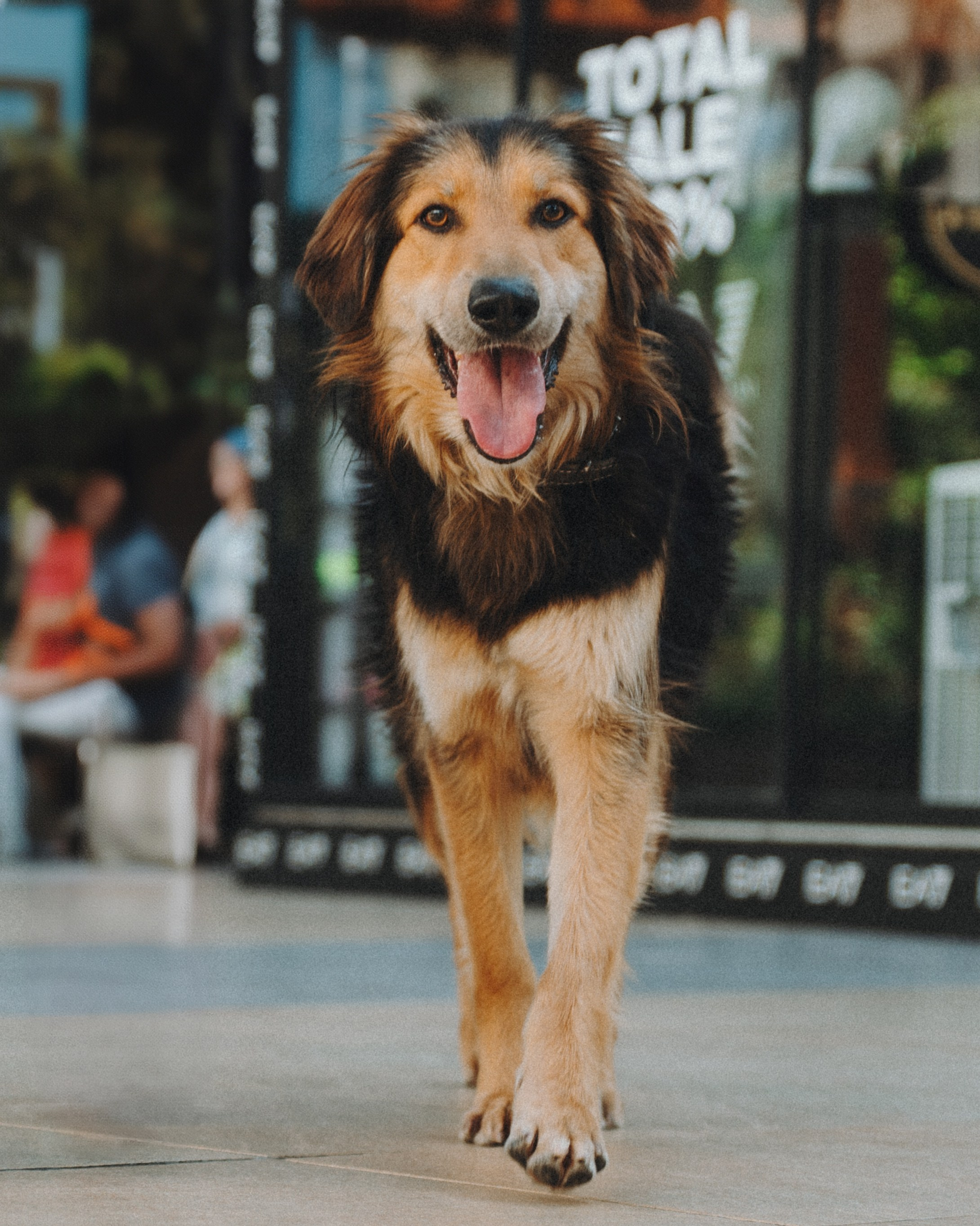 Животные. Фотограф Сочи-Краснодар