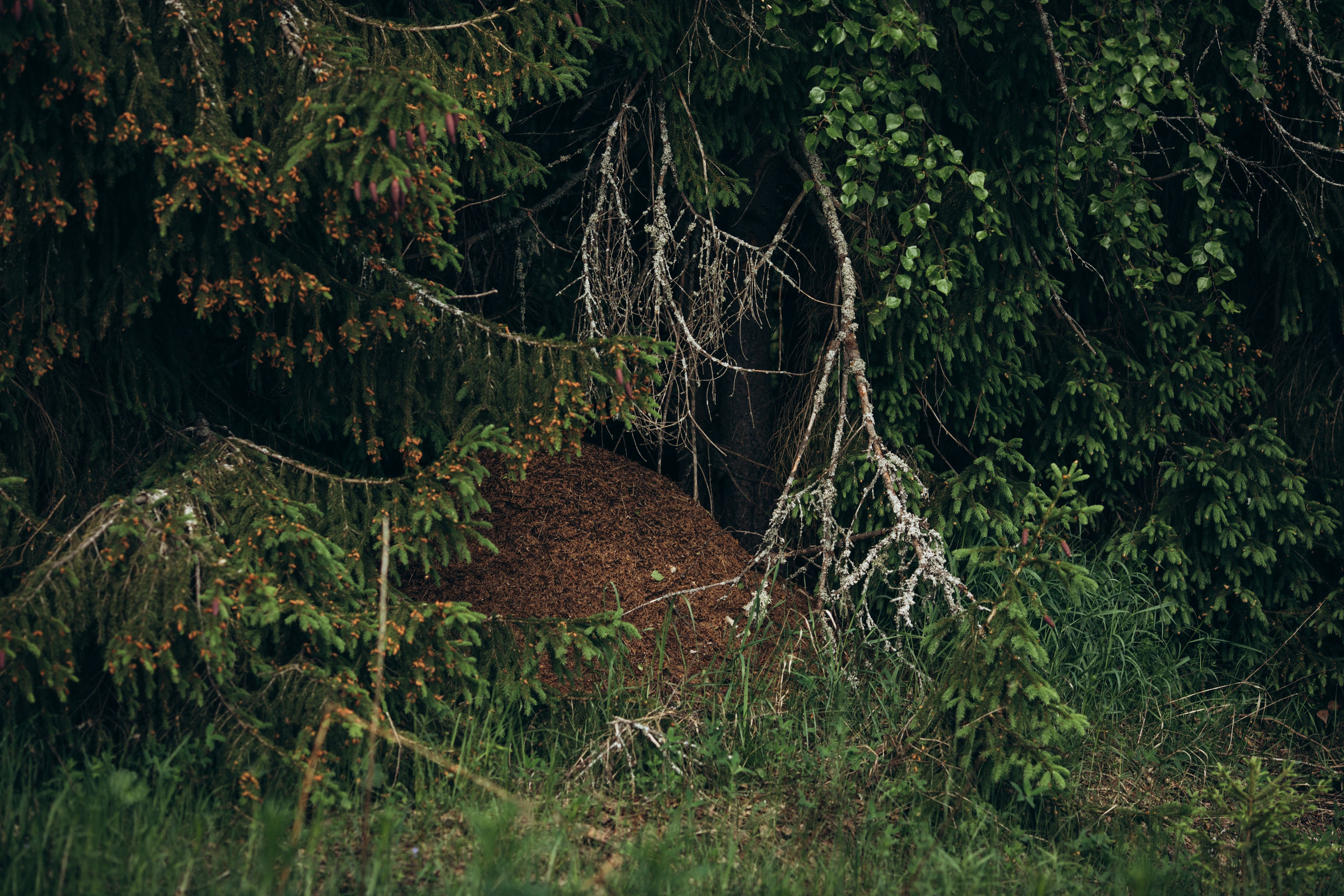 Природные пейзажи. Наталия Клевинскас портретный фотограф в Костроме