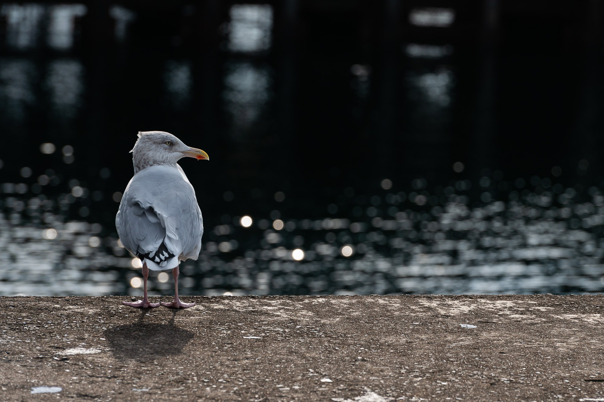 Чайка стоит на бетонном причале спиной к зрителю, на фоне темной воды с бликами от солнечного света.