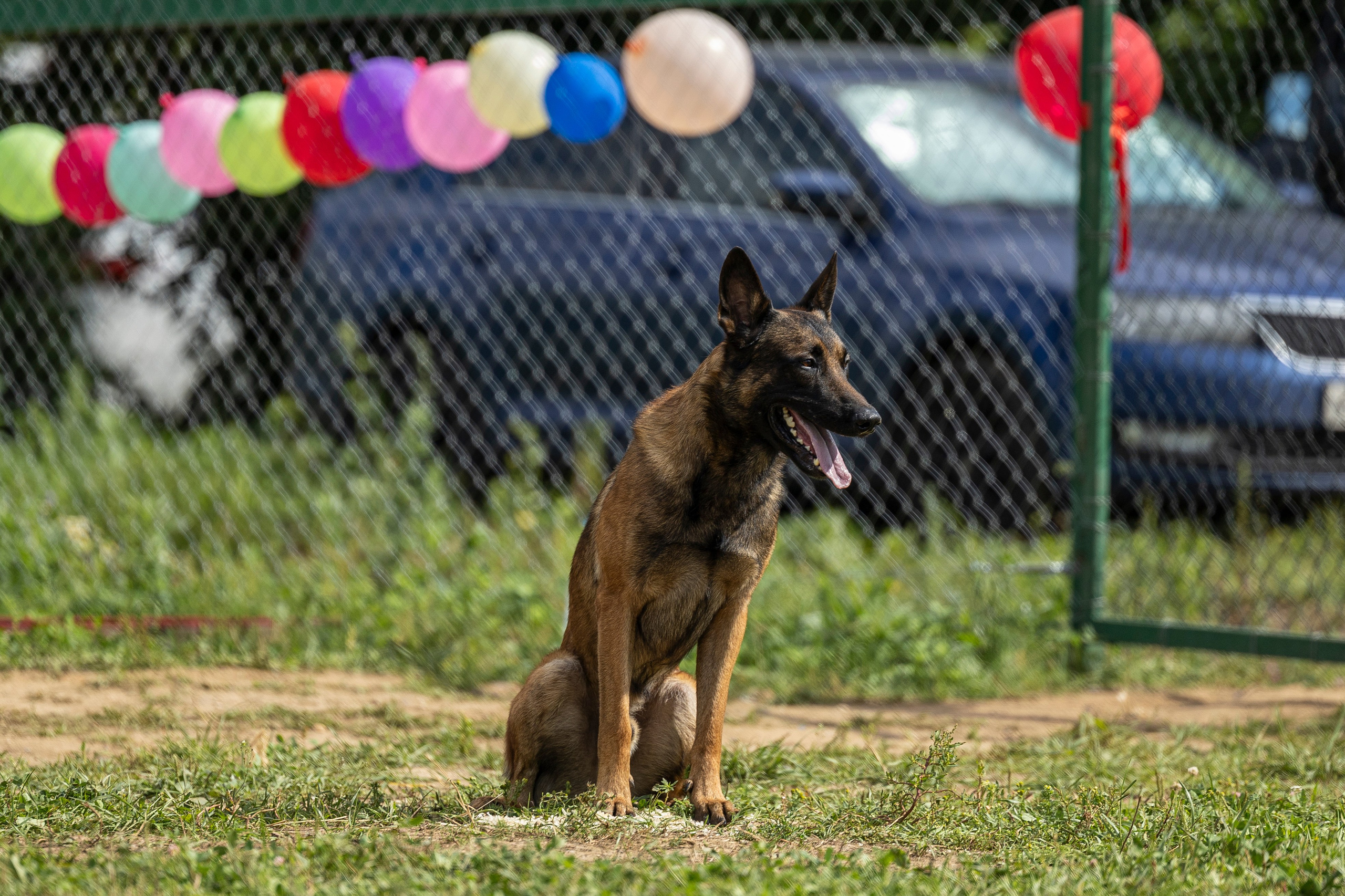 Соревнования по Мондьорингу г. Вологда 10-11.08.2024. Фотограф-анималист Анна Маринич