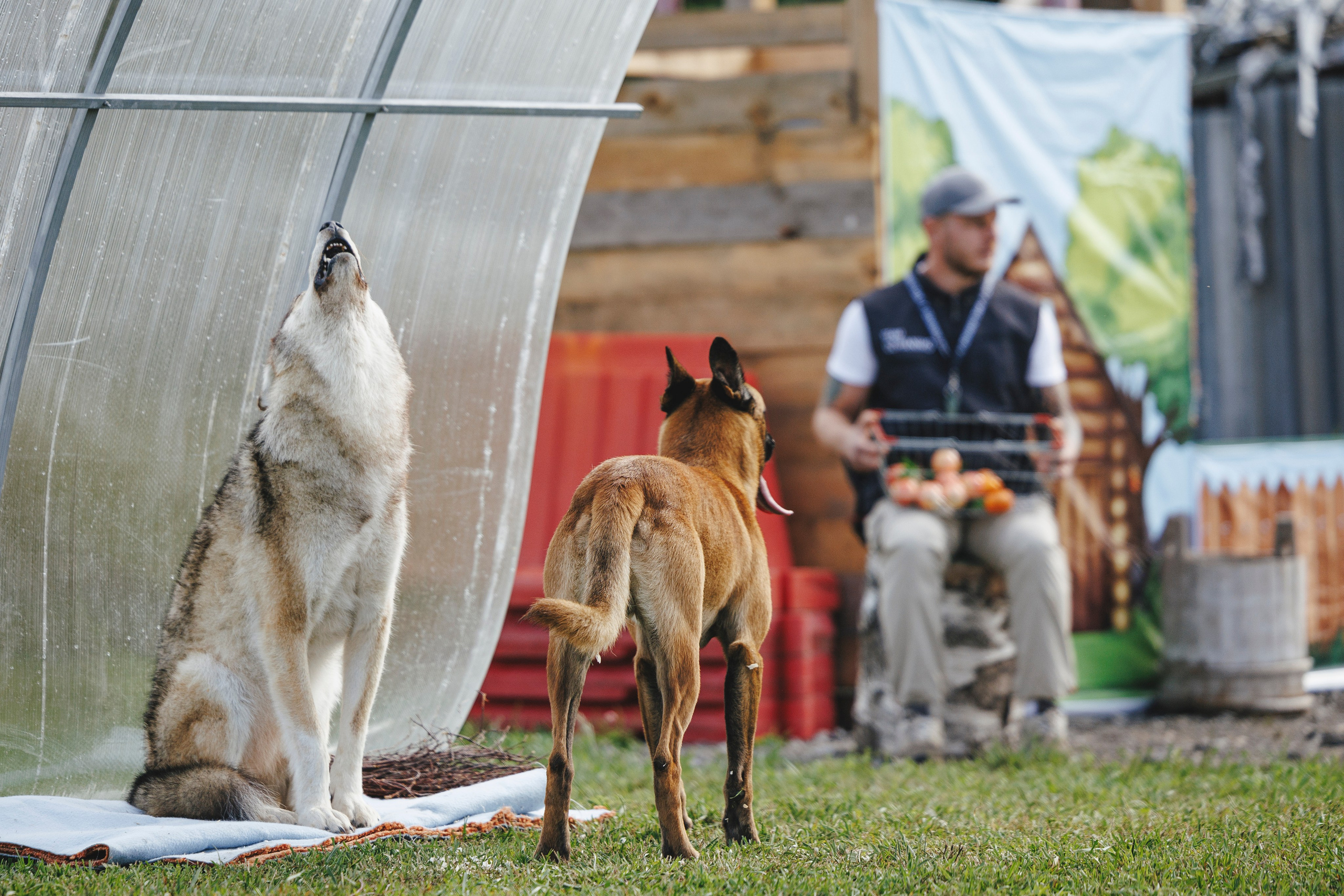08.08.25-10.08.25 ЧР по мондьорингу г. Вологда. Фотограф-анималист Анна Маринич