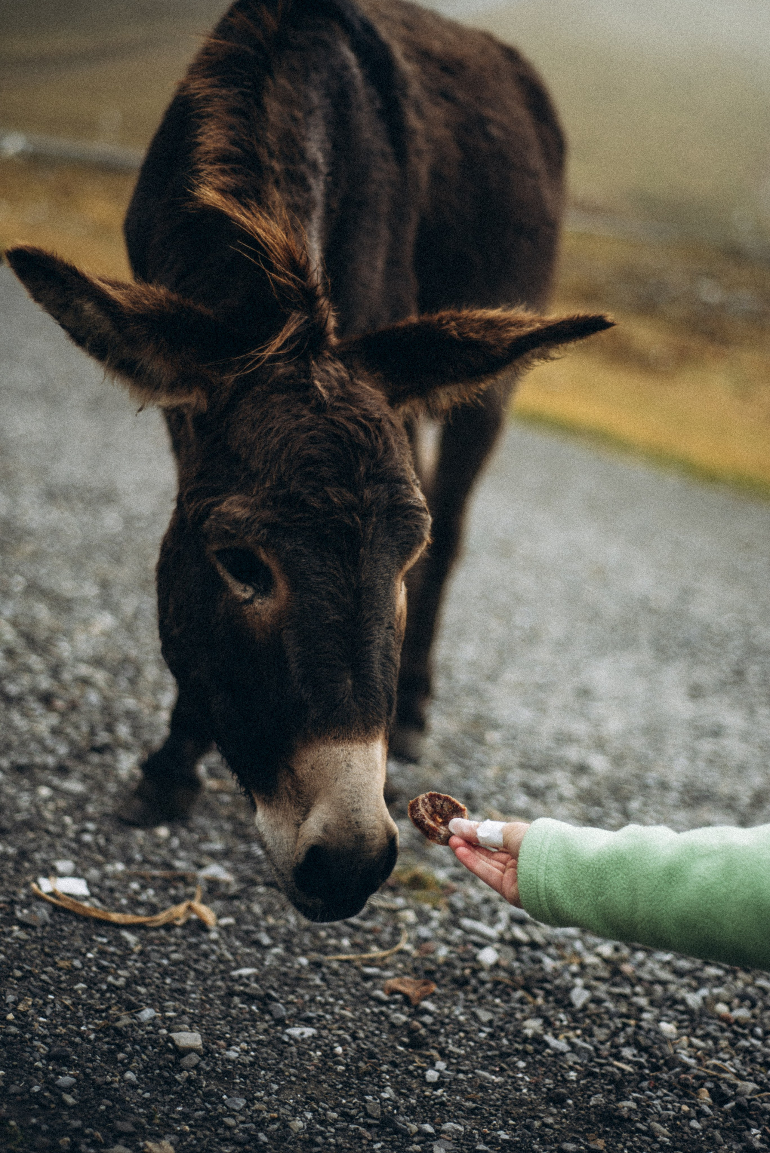 Казбеги, Грузия 🇬🇪 «PVD Club». Anita_photo