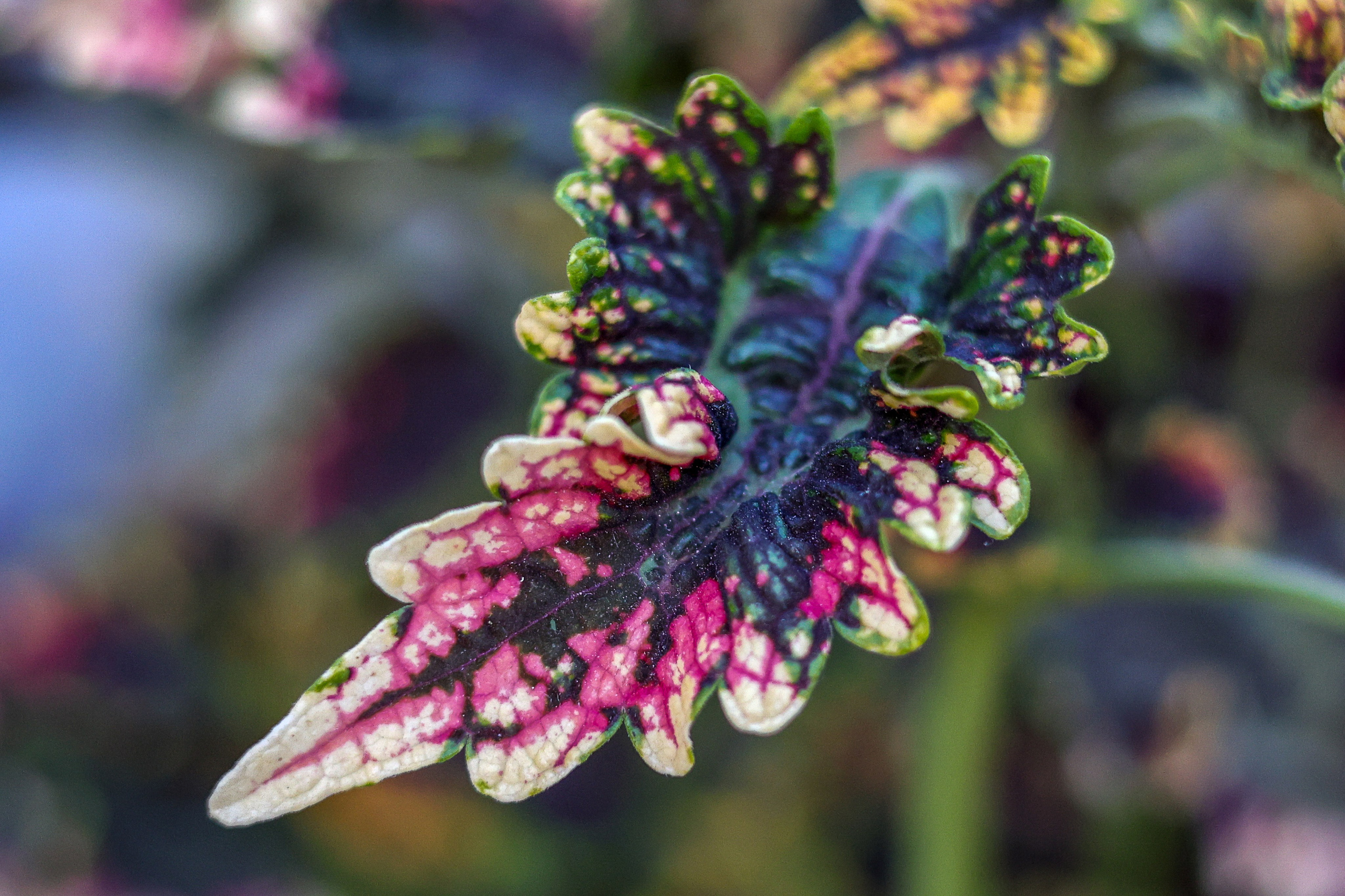 Цветочки-лепесточки. Фотограф Дмитрий Алексеев