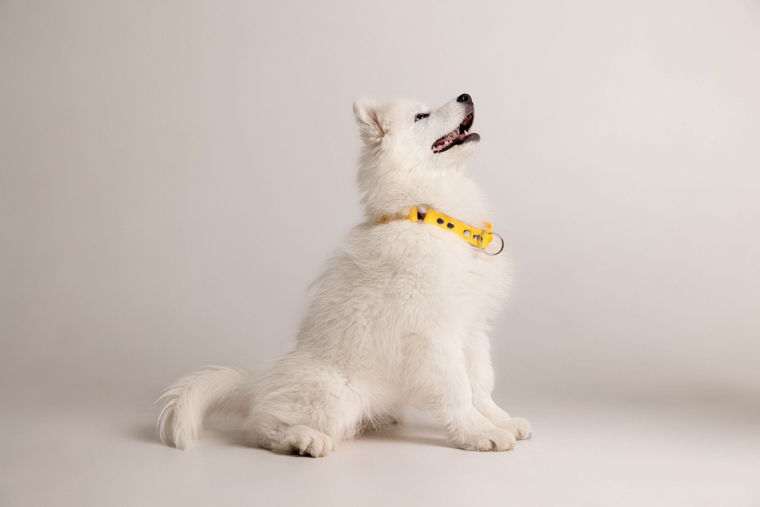 Кая и Даяна. Фотограф анималист в Москве Майорова Евгения