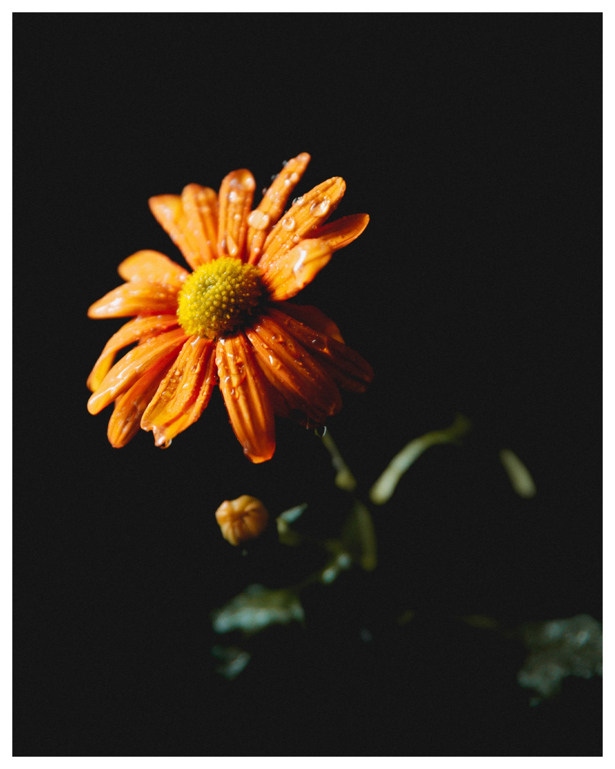 Flower. Фотограф Санкт-Петербург Макарова Дарья