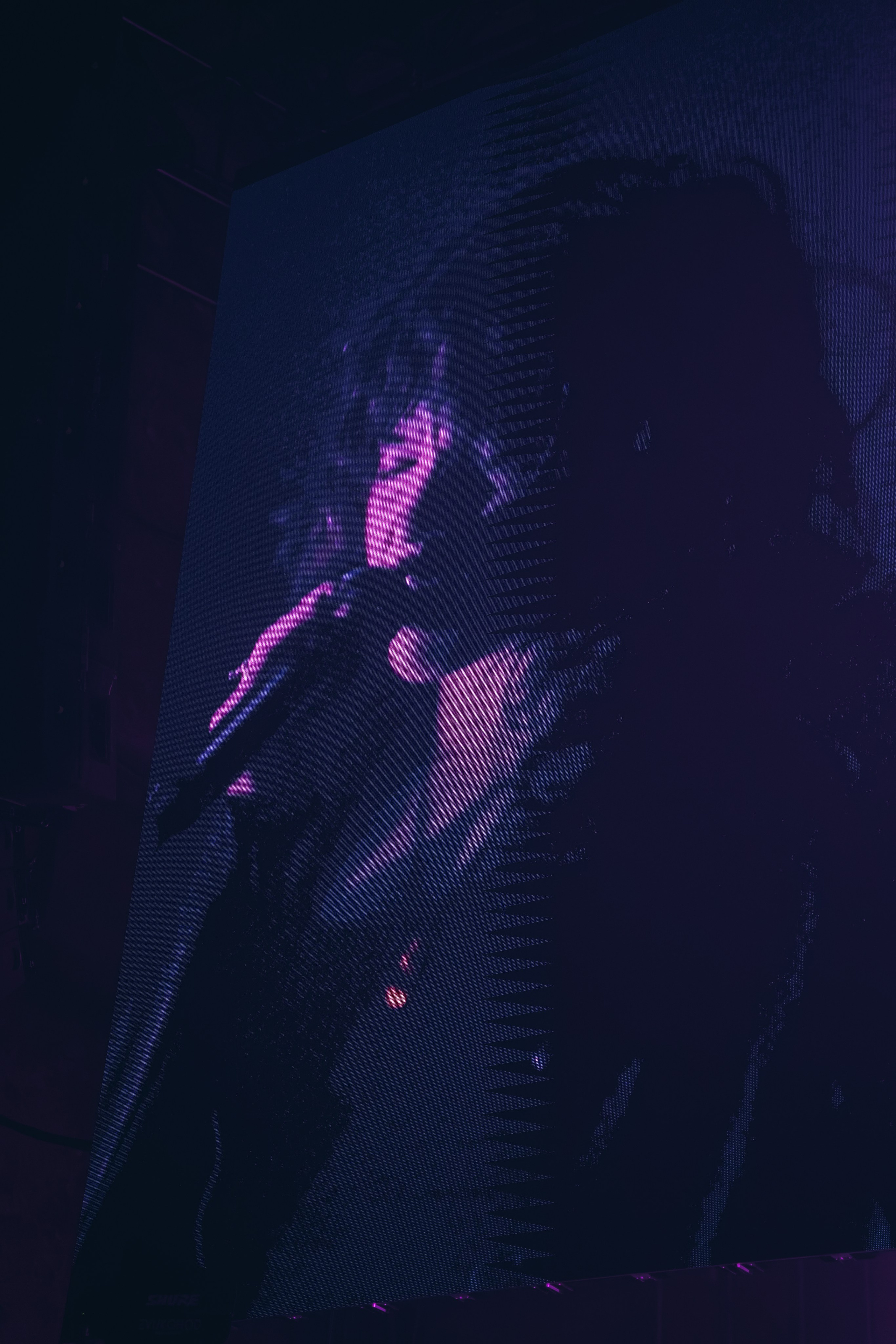 SALUKI. Фотограф Санкт-Петербурга