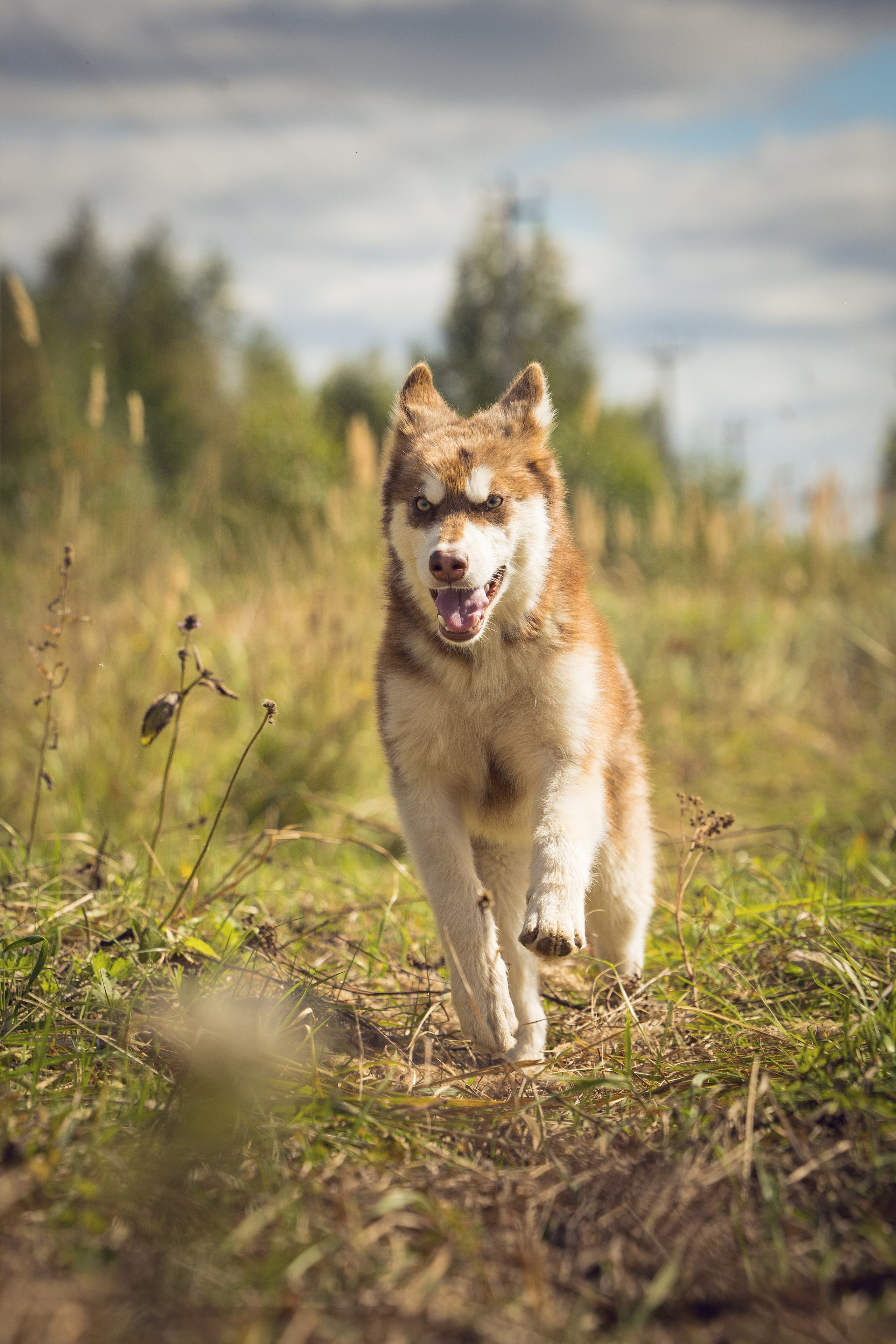 В питомнике. Виктория Михайловская. Фотограф-анималист. Москва