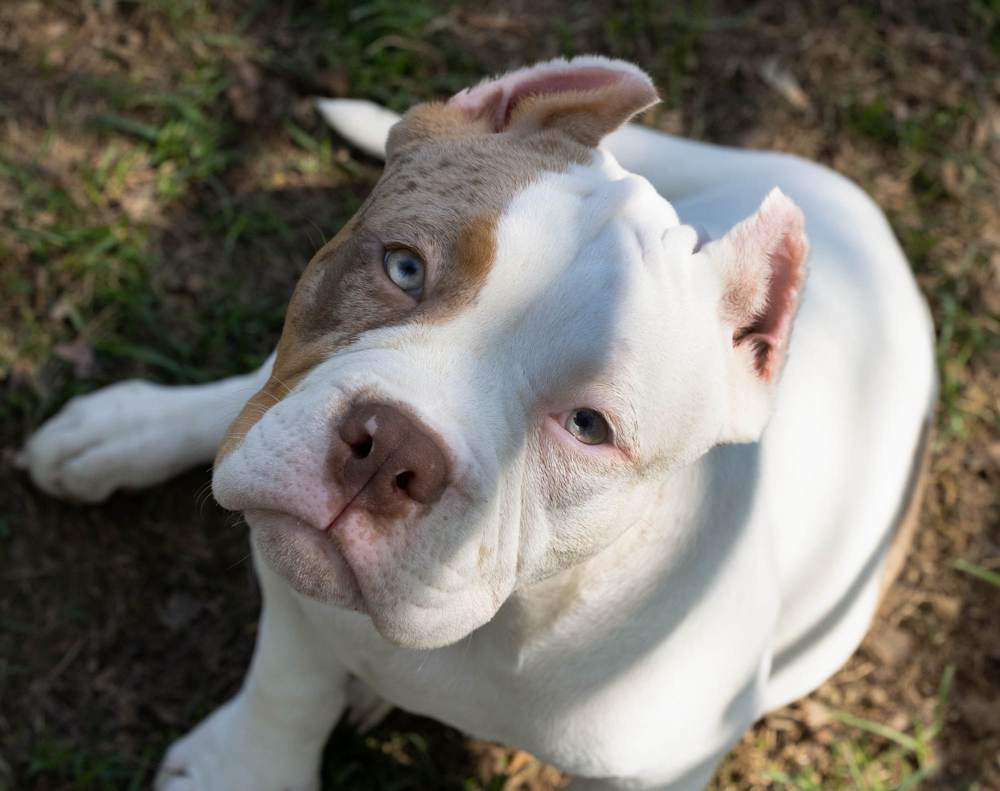Щенки. Виктория Михайловская. Фотограф-анималист. Москва