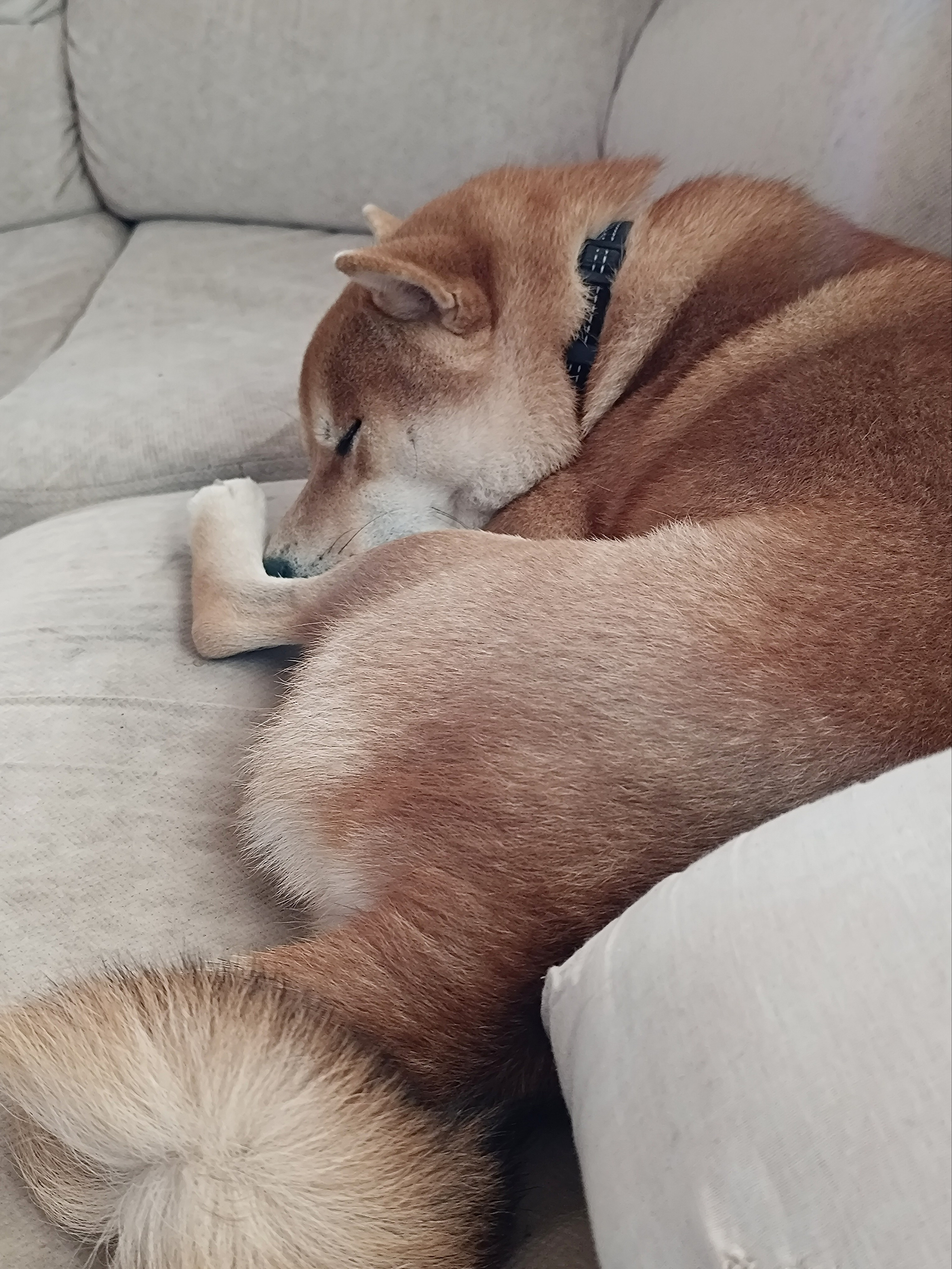 Rubylight Vin Diesel. Американская акита I Сиба ину I Питомник RUBYLIGHT