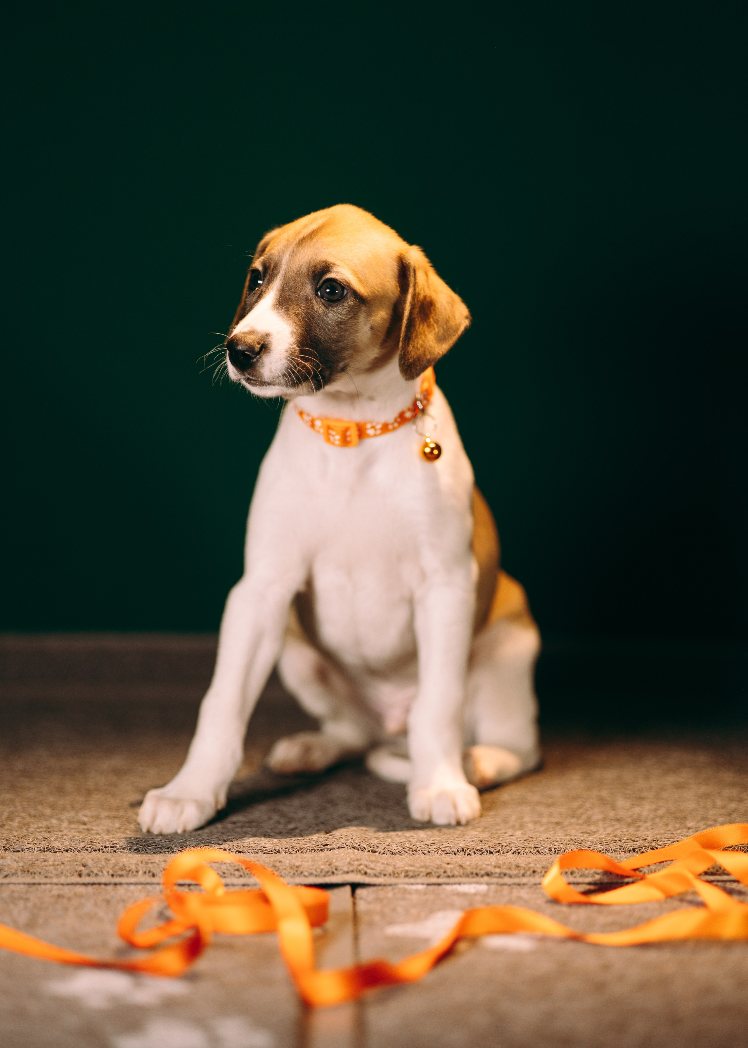 Щенки SL. Анна Самохина. Фотограф. Москва