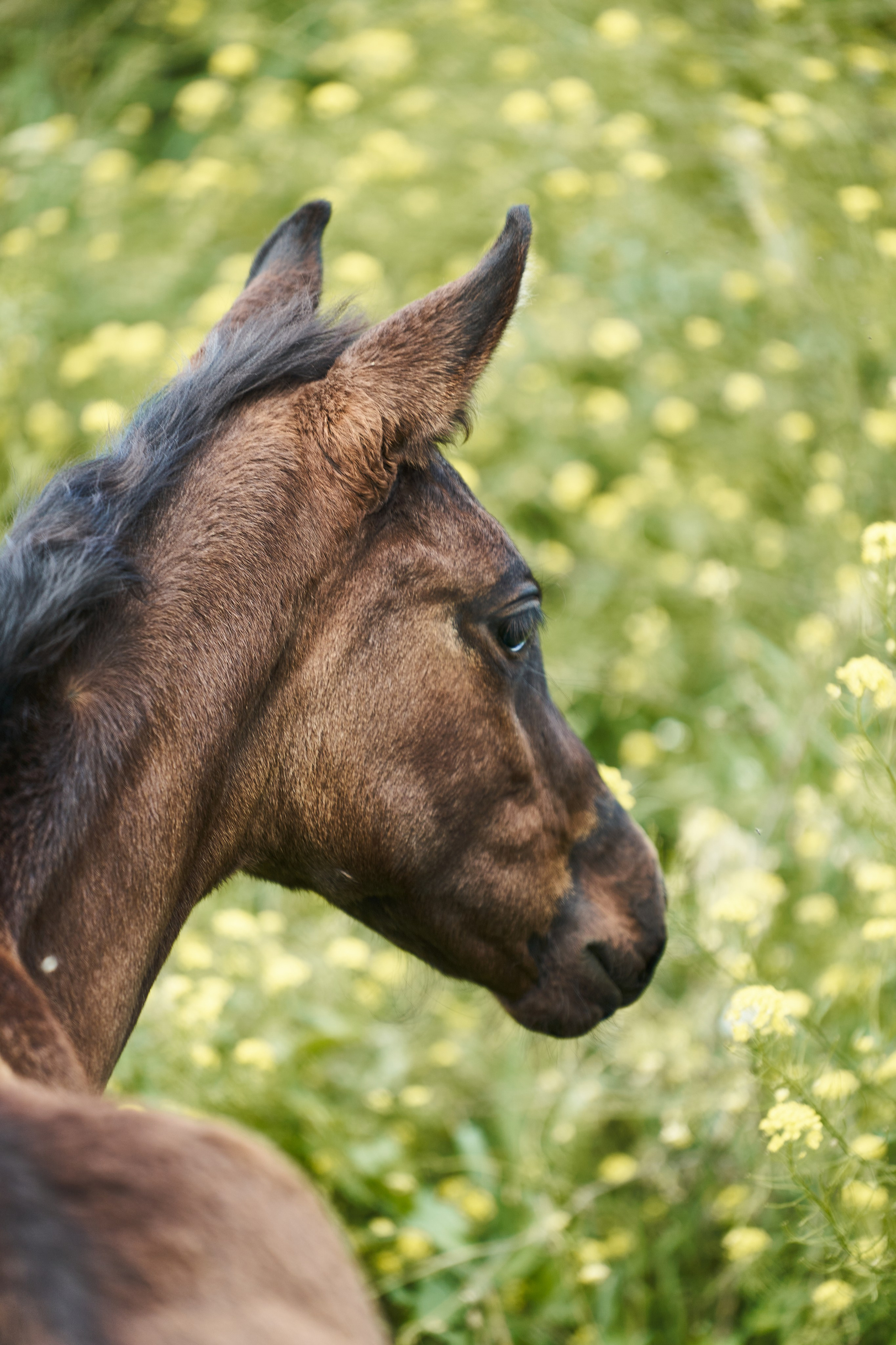 Жеребята КСОЦ «Свобода». Фотосессии с лошадьми в Москве, Новосибирске