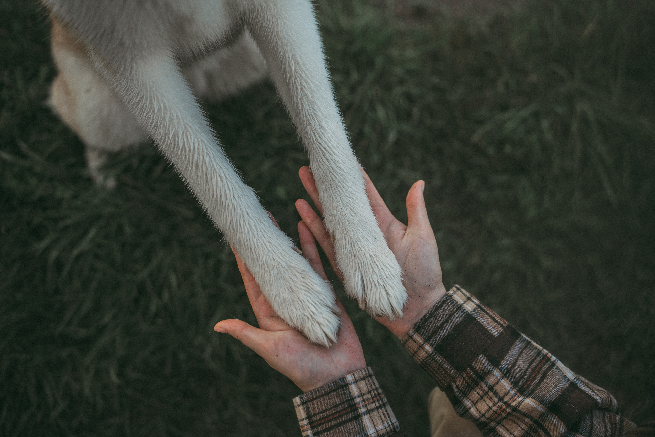 Мария и Джесси. Фотограф анималист в Москве и Санкт-Петербурге Свиридова Анна