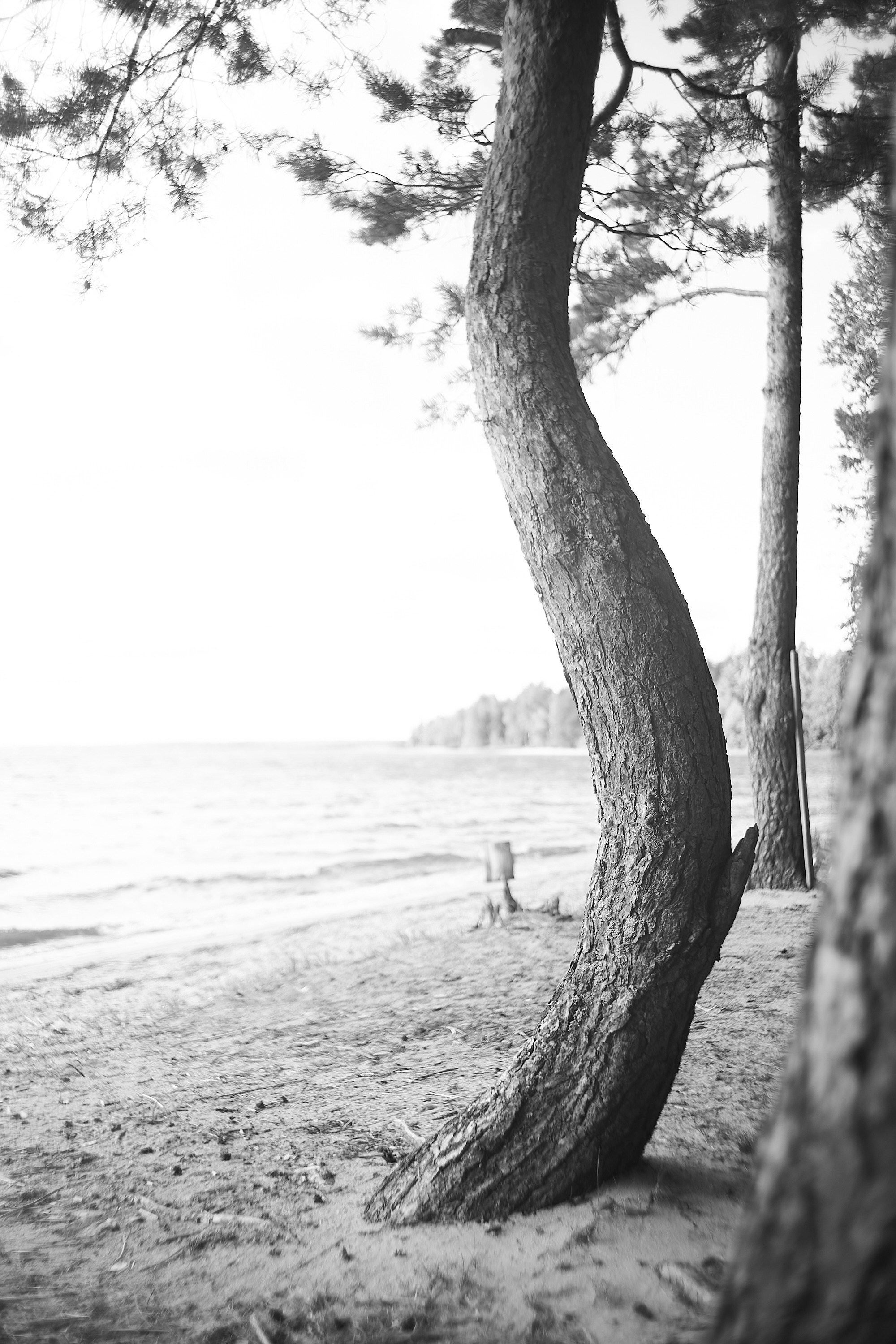 Формы Дерева 22г -…. Фотограф и оператор мероприятий, концертов и портретов в городе Москва