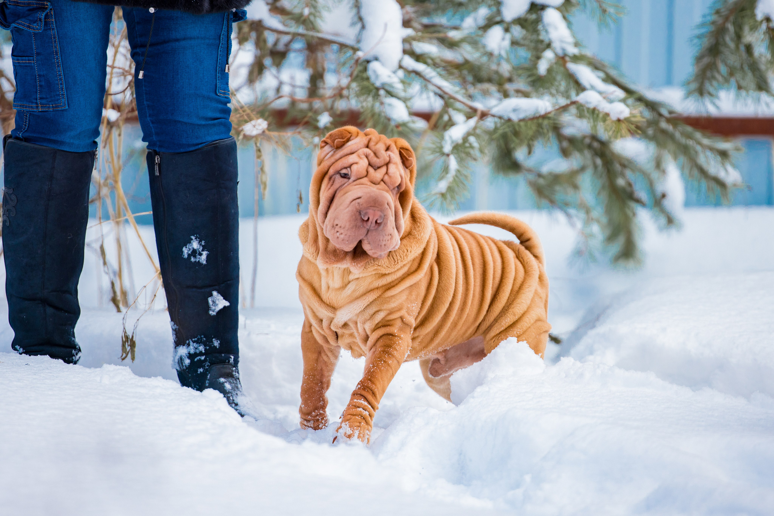 В гостях у шарпеев 16.01.2024. Фотограф-анималист Юлия Германика