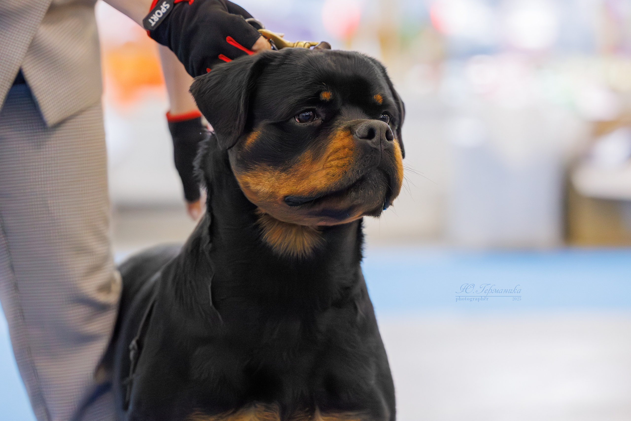 Питер ротвейлеры 18.01,Крокус 19.01.2025. Фотограф-анималист Юлия Германика