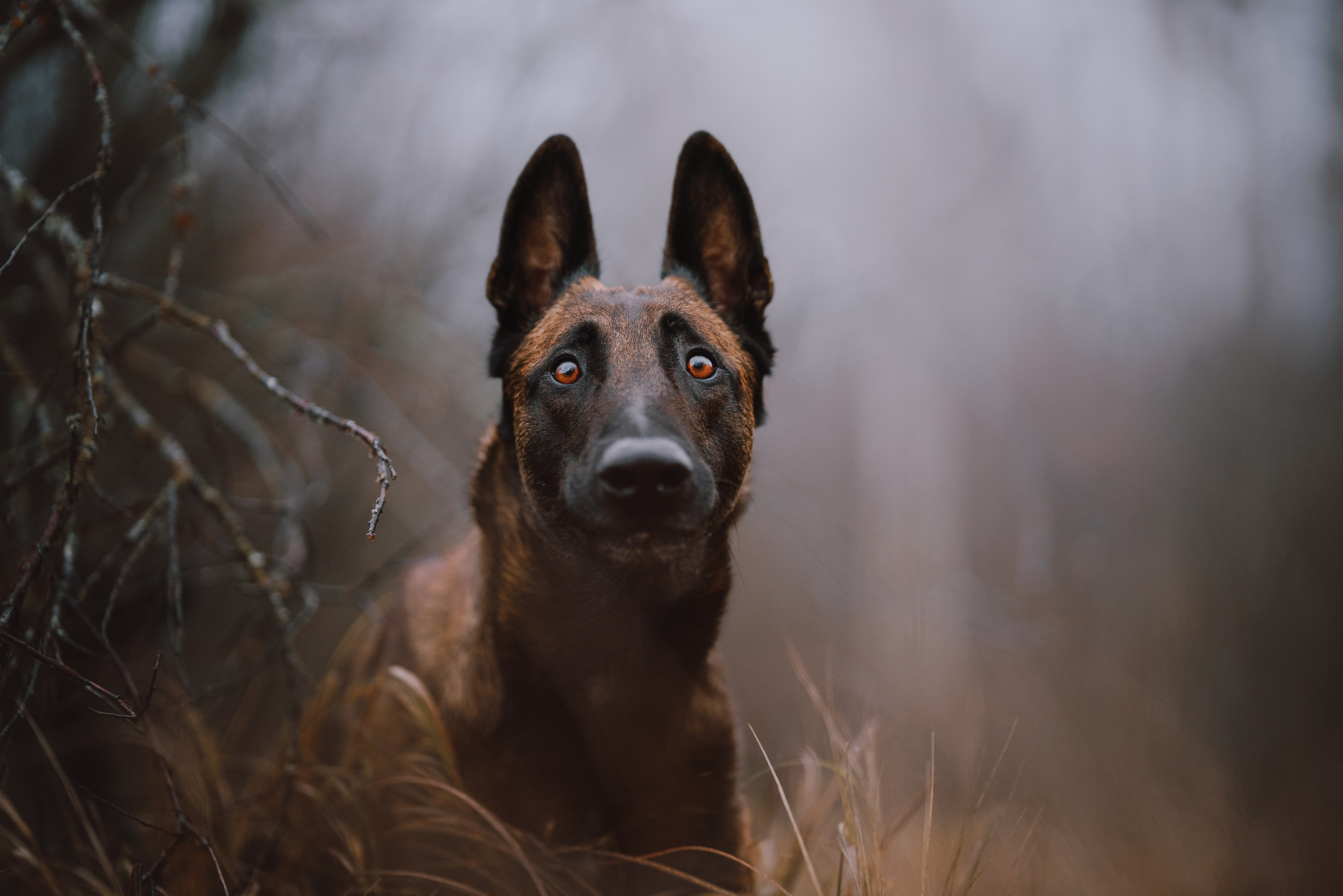 Раш. Фотограф анималист Осипчикова Мария