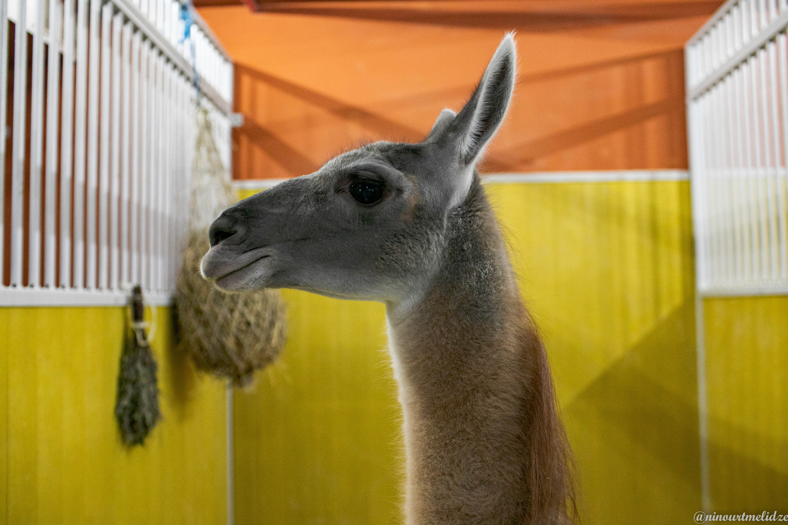 В закулисье у братьев Запашных. Art photographer Nino