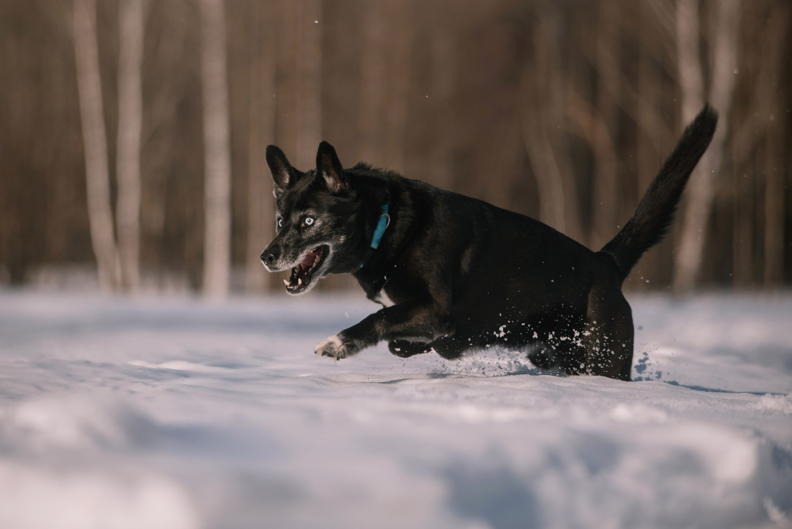 Лариса, Денис и Шепс. Фотограф Анна Тюрина