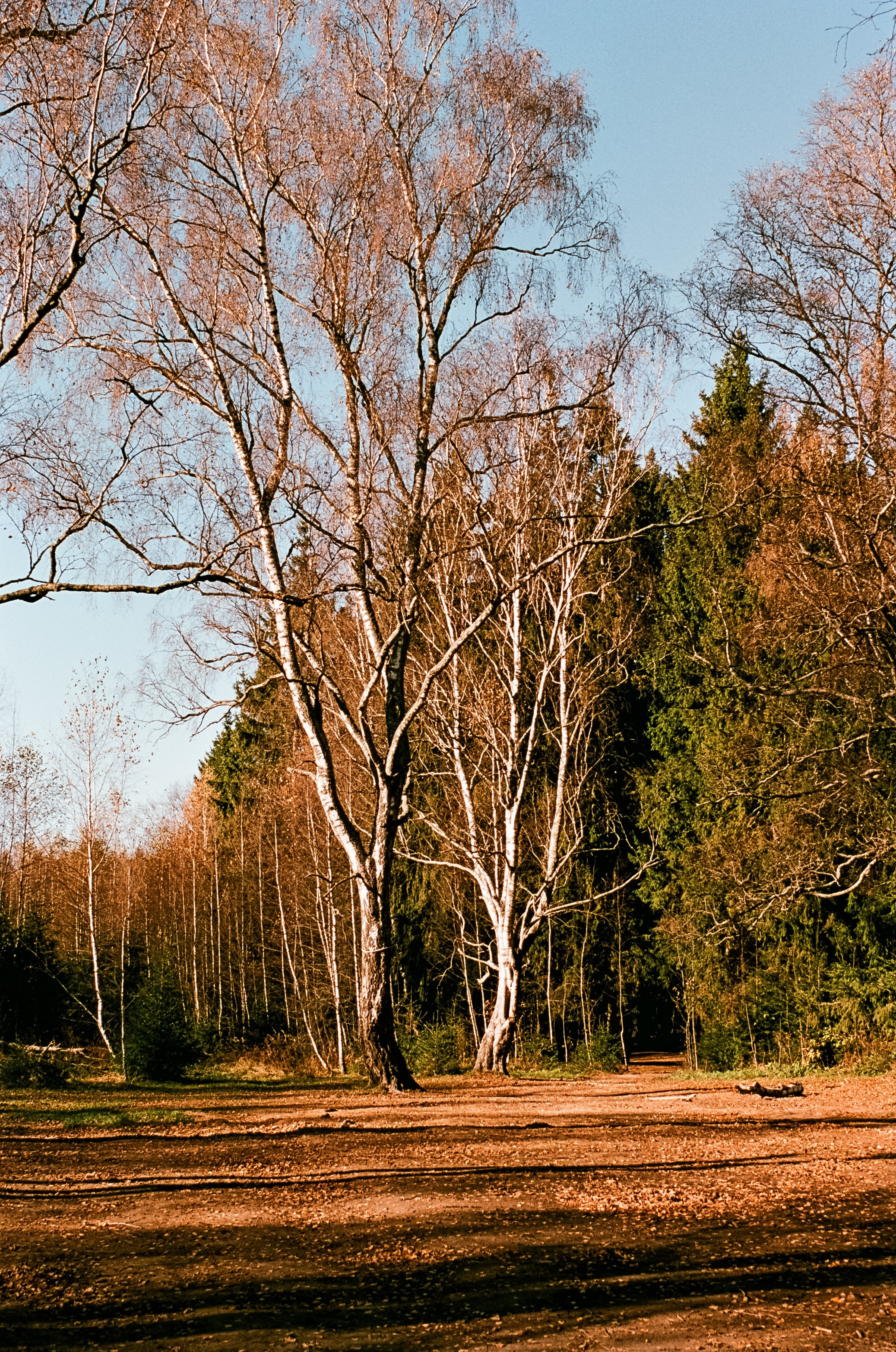 Nikon F100 — Mamiya (645) Sekor C 45 mm f2.8 и Macro 80 mm f/4
