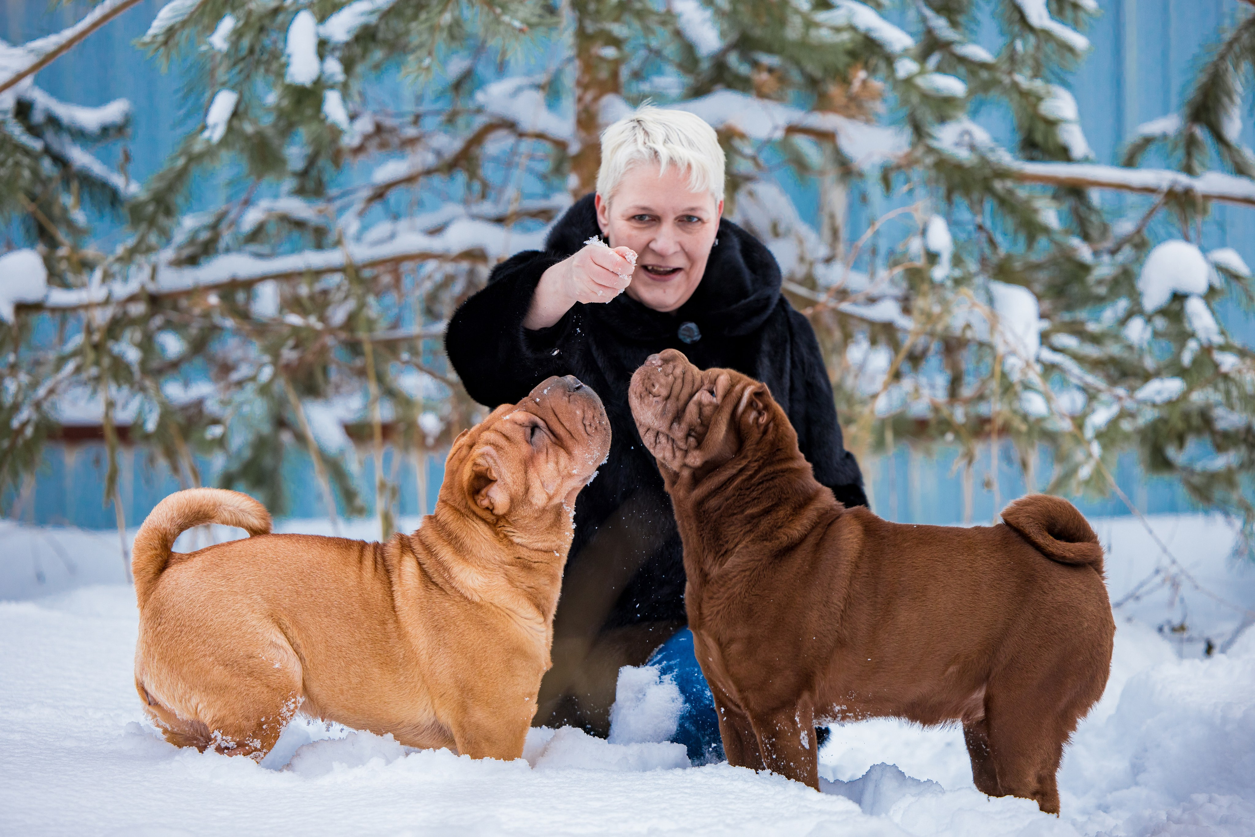 В гостях у шарпеев 16.01.2024. Фотограф-анималист Юлия Германика