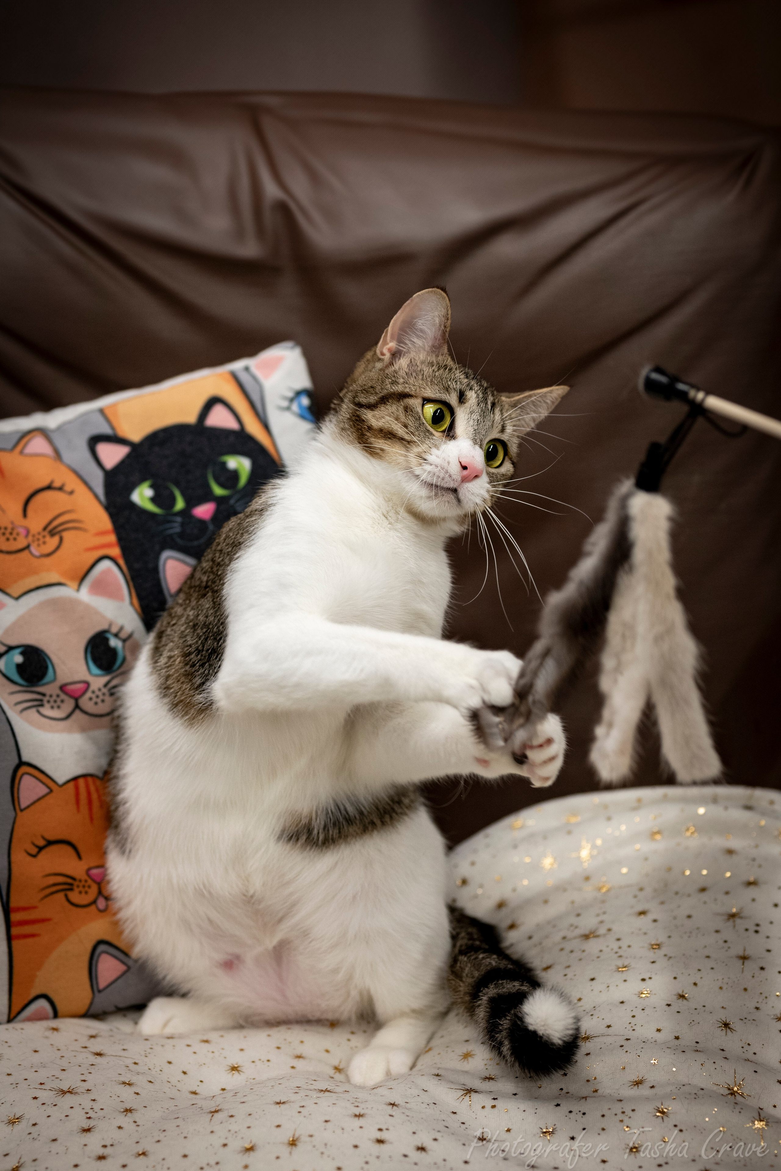 Приют для котиков "Убежище". Фотограф анималист в Санкт-Петербурге Таша Крейв