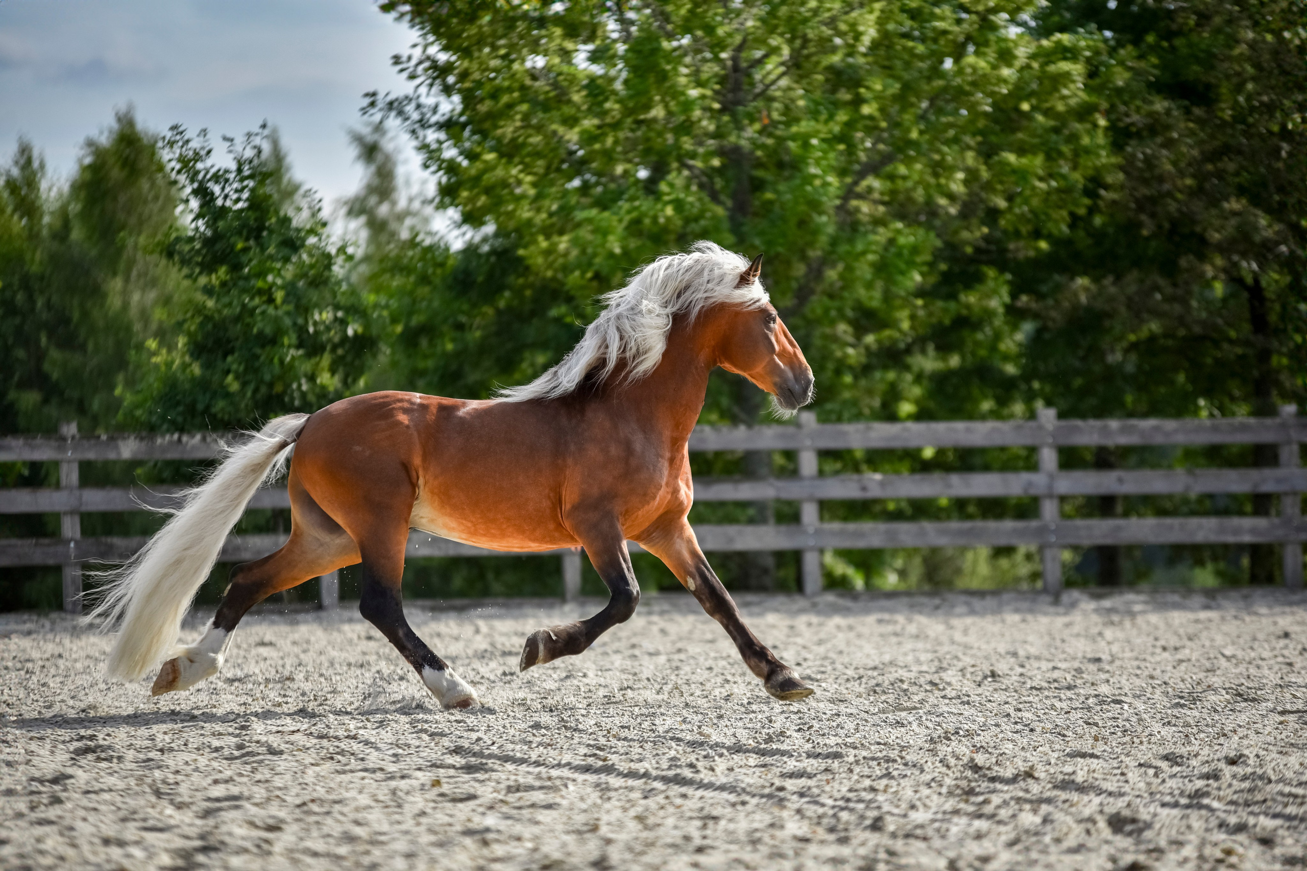 Лошади на свободе, съемка лошадей, экстерьерная съемка, фотосессия