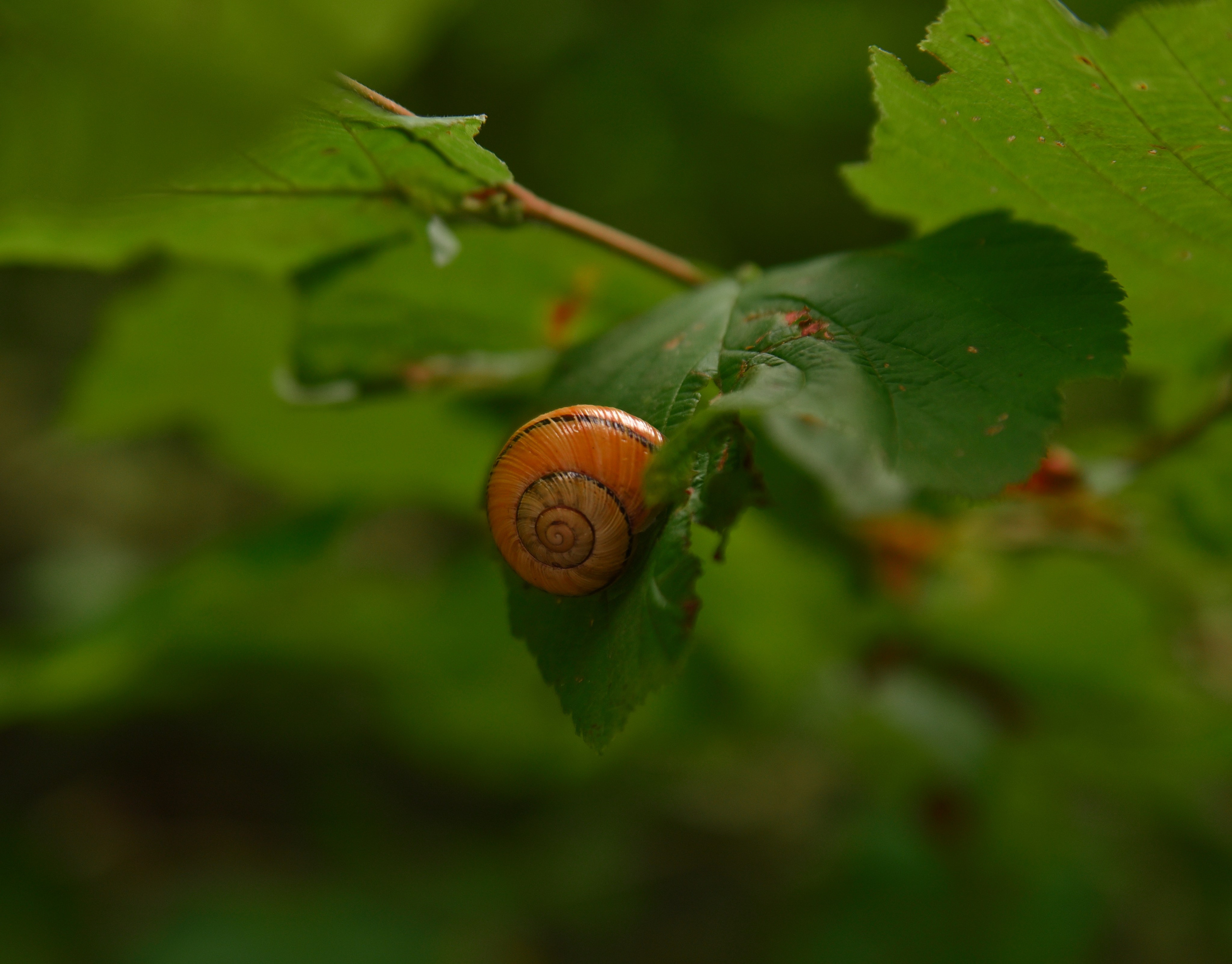 Goblincore, природа, фэнтези, нечисть, лес, гоблинкор, эльфы, фотосессии, костюмированные