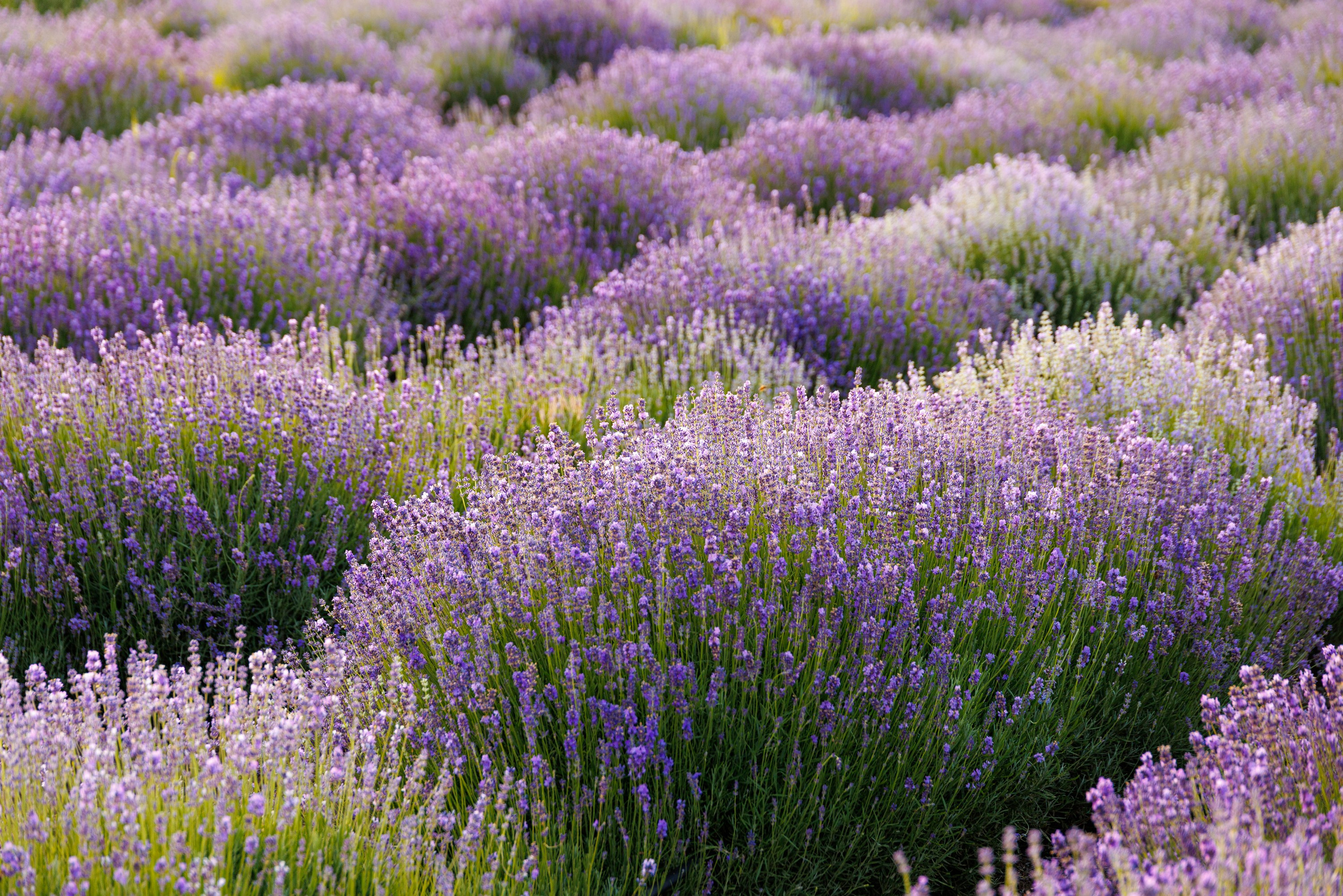 Путешествия. Фотограф в Москве Повеквечных Софья