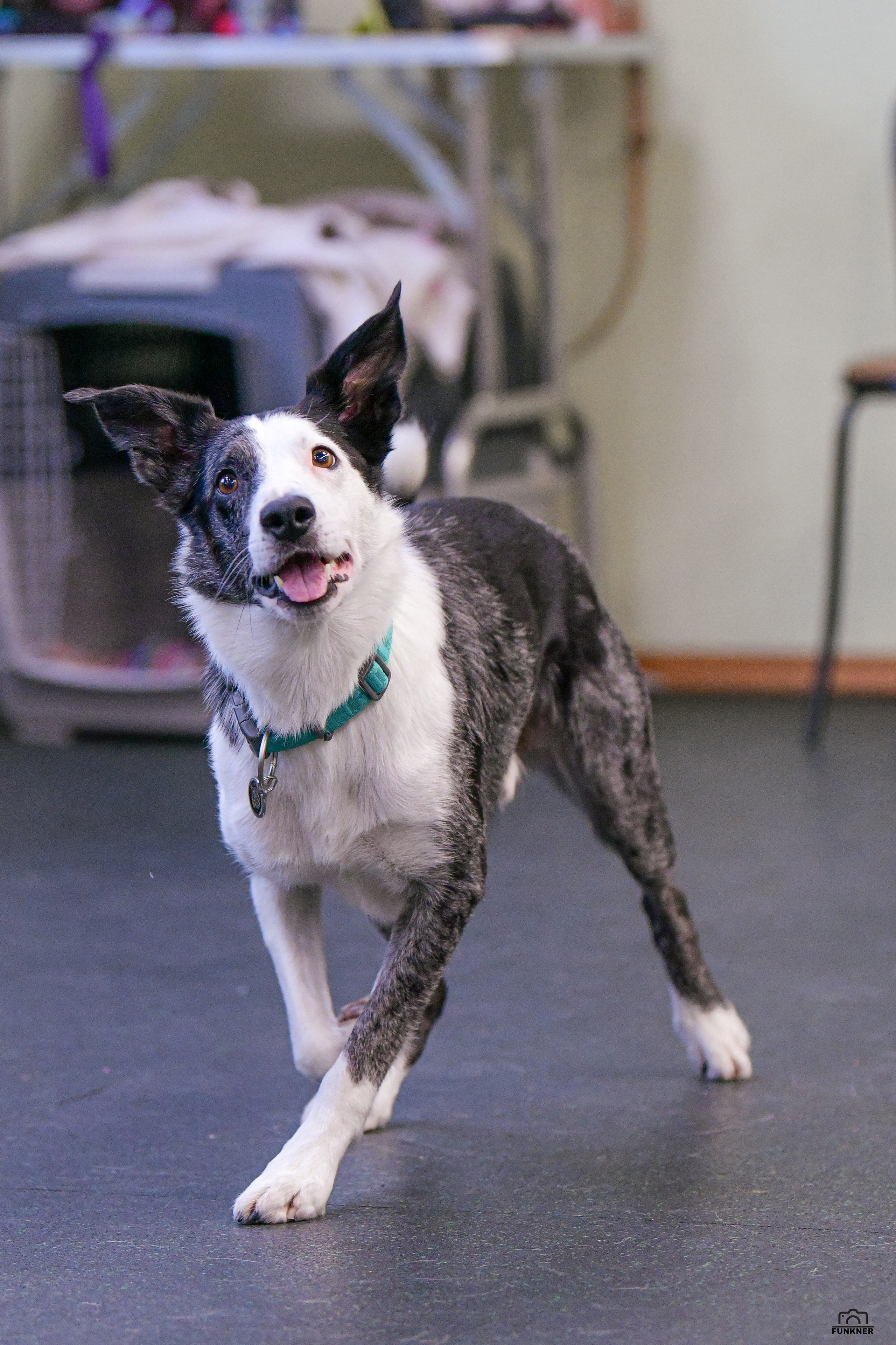 Кинологический клуб «Бодрый хвост». Свой взгляд через объектив
