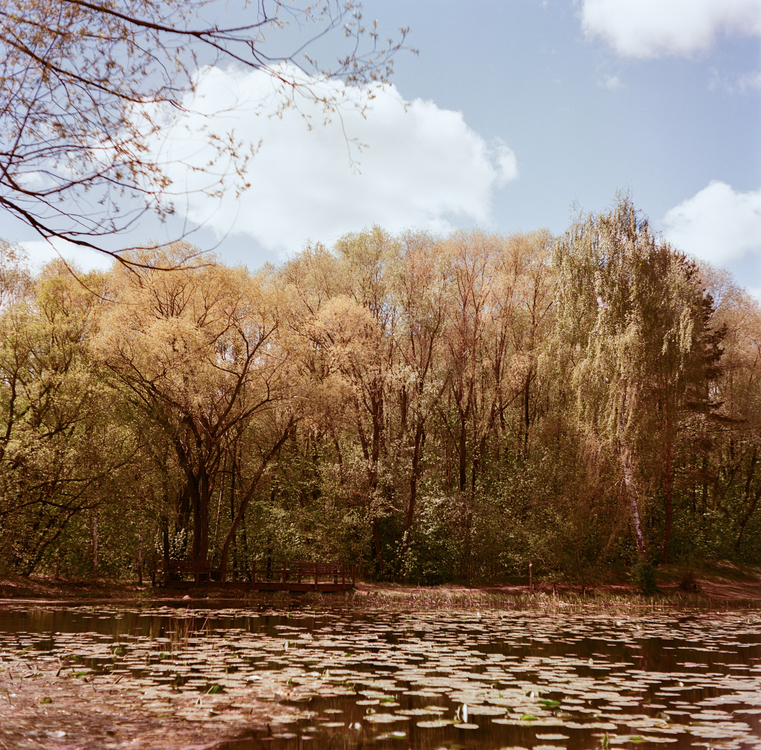 Minolta Autocord | Aeronega ISO 100 (Aerocolor IV) | май 2025 года СерБор