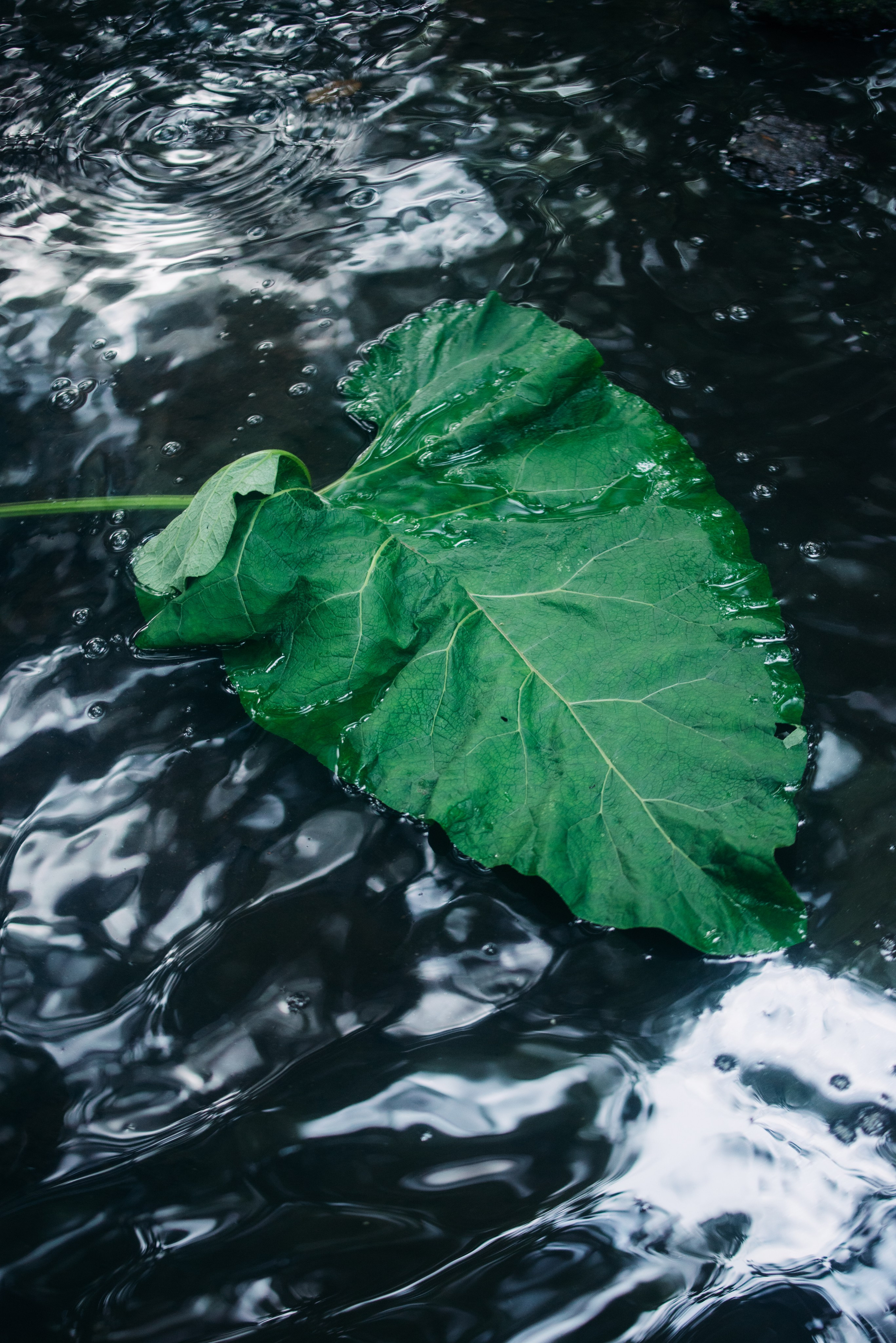 Красное на зелёном. Репортажный и портретный фотограф в Липецкой, Воронежской, Московской области Тёма Белоусов