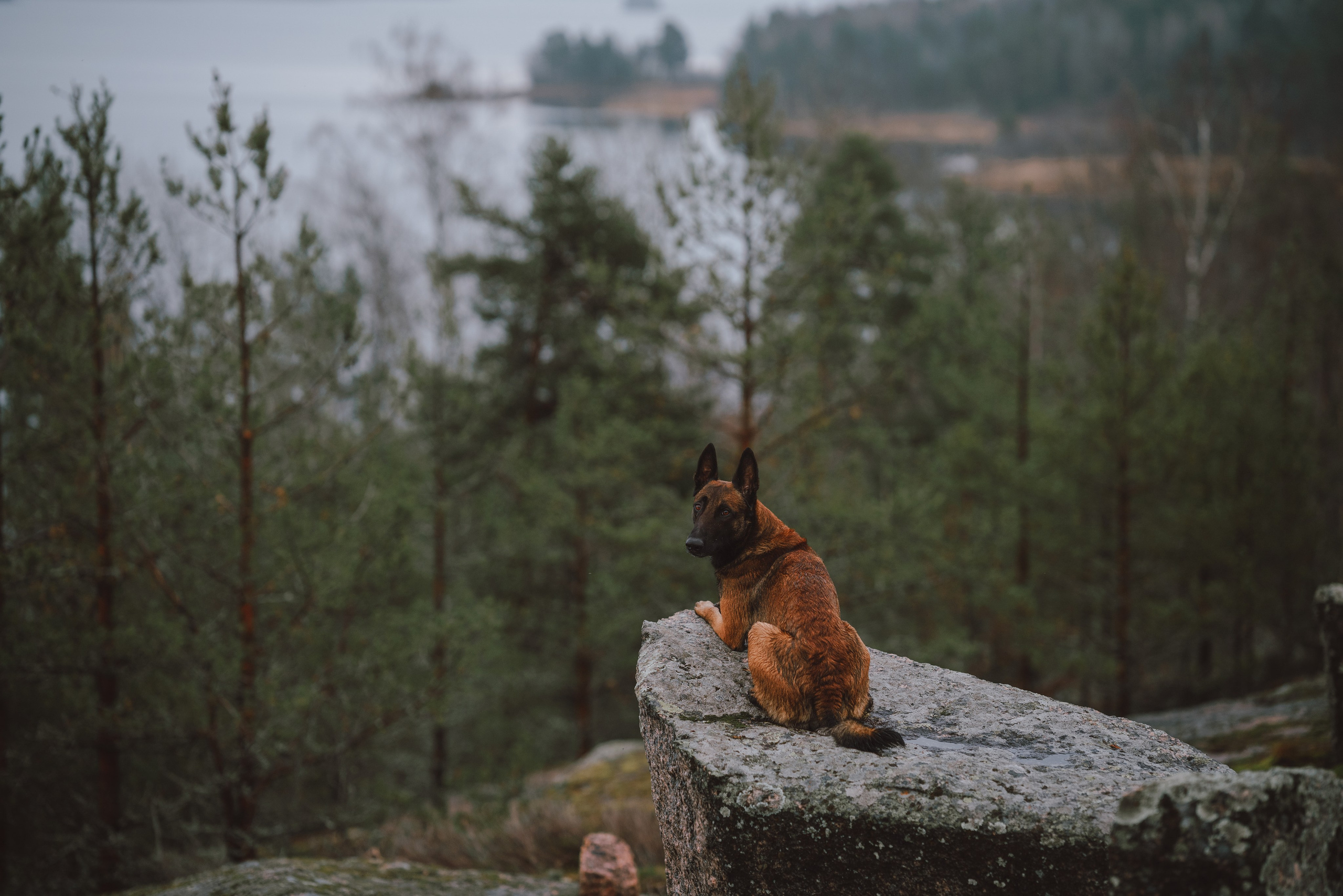 Раш. Фотограф анималист Осипчикова Мария